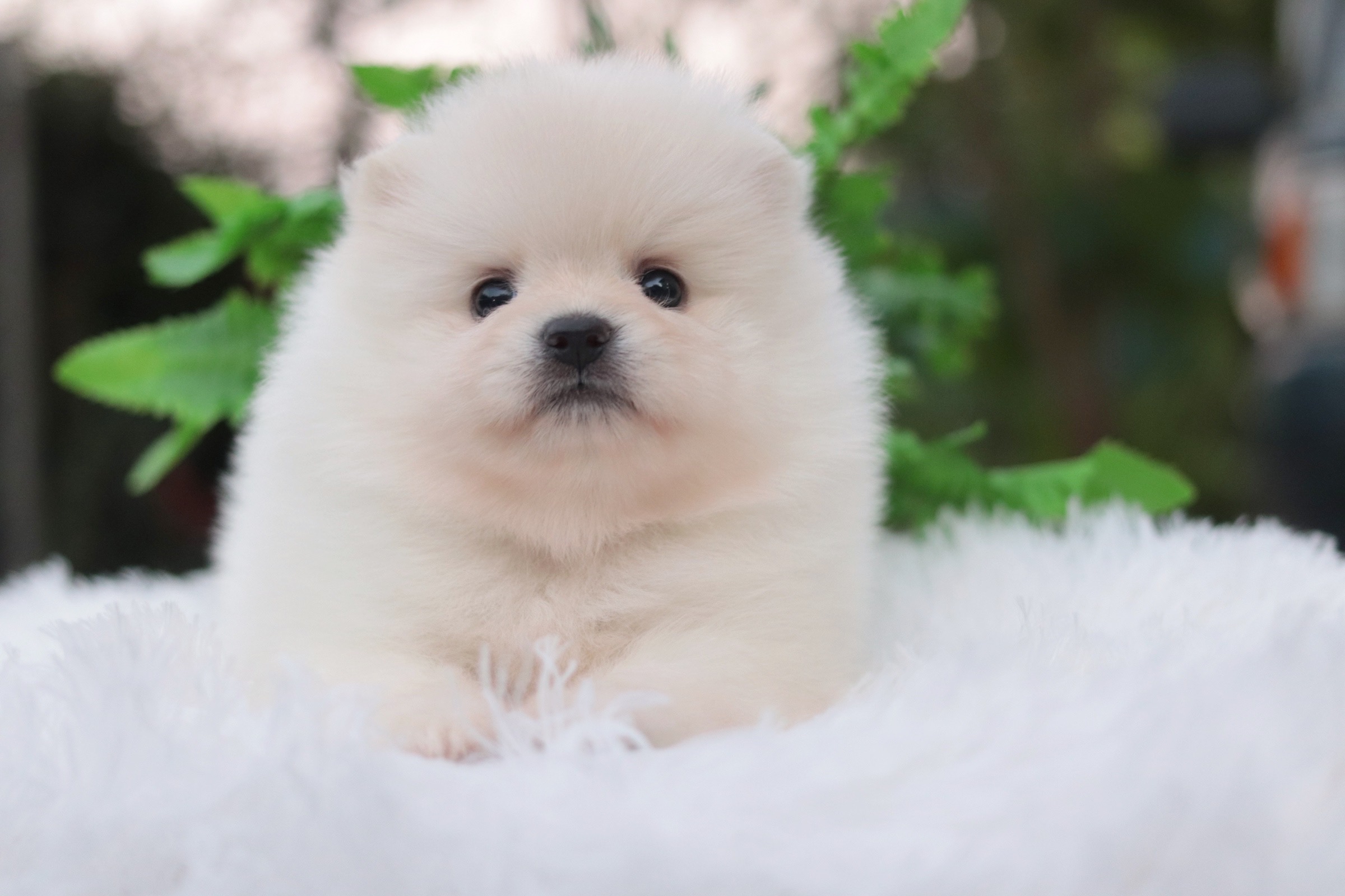 ปอมเมอเรเนียน เพศผู้ สีขาวครีม