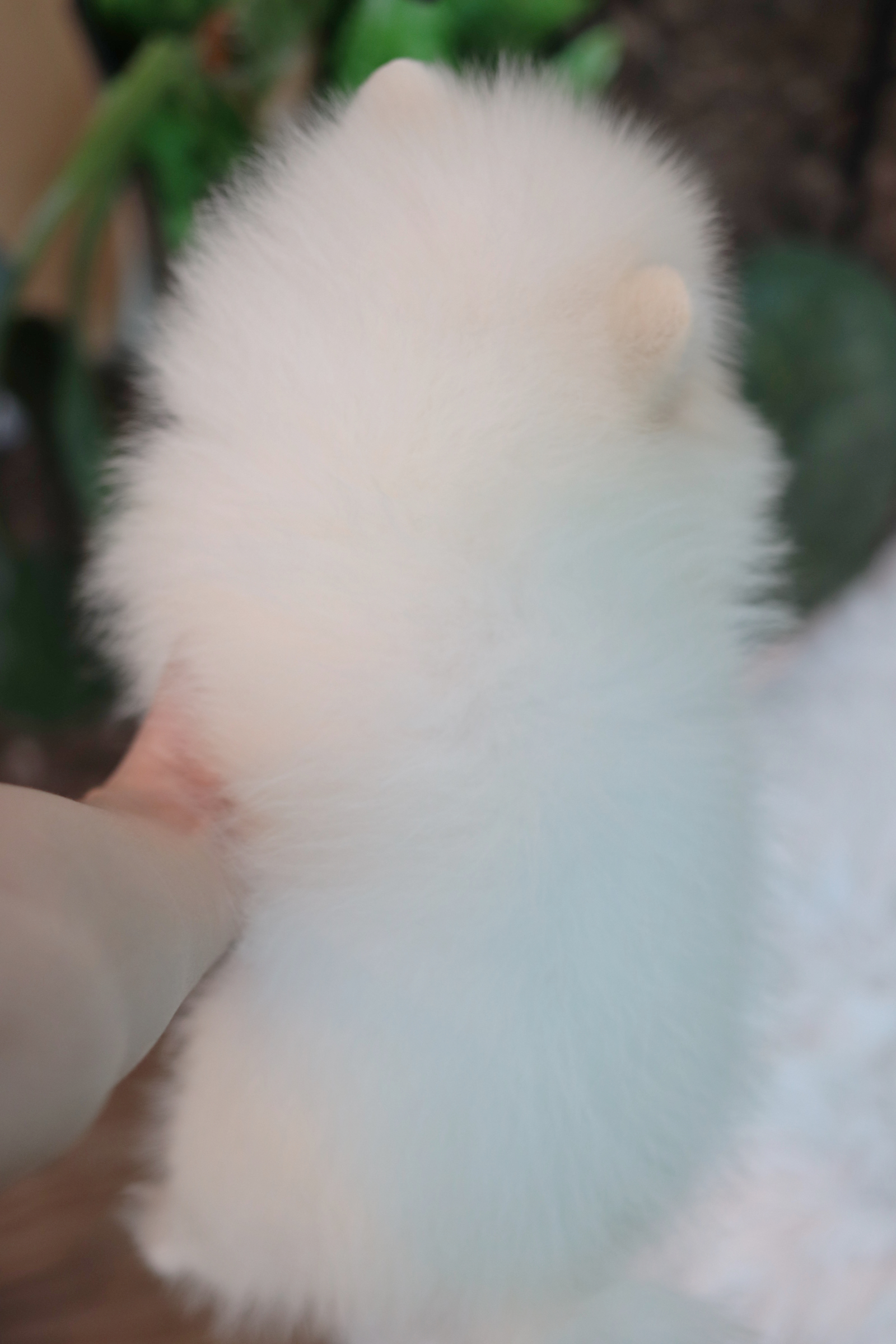 ปอมเมอเรเนียน เพศเมียสีขาว