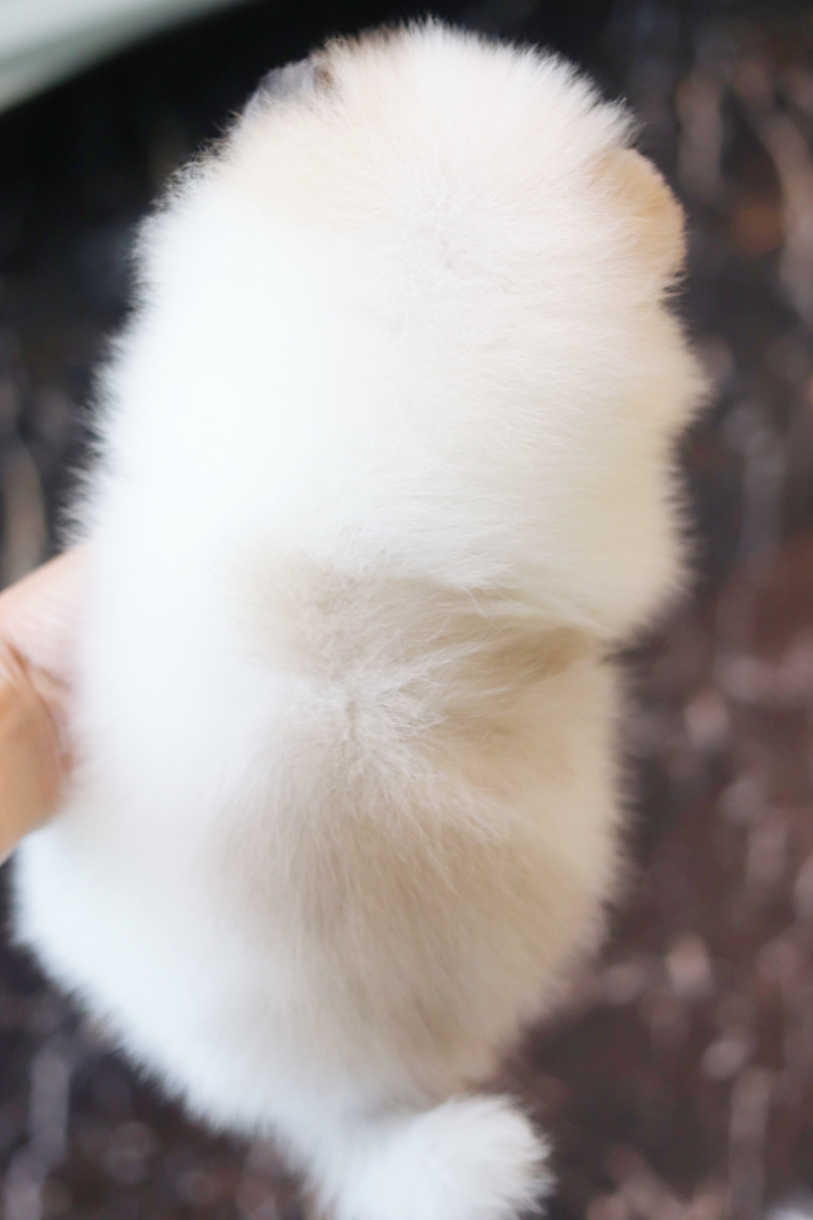 ปอมเมอเรเนียน เพศเมียสีแฟนซี