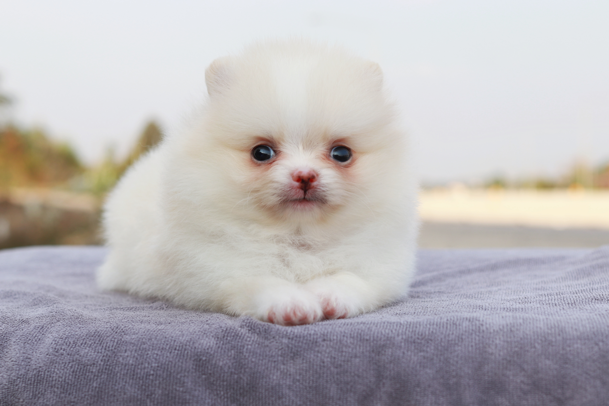 ปอมเมอเรเนียน เพศเมีย