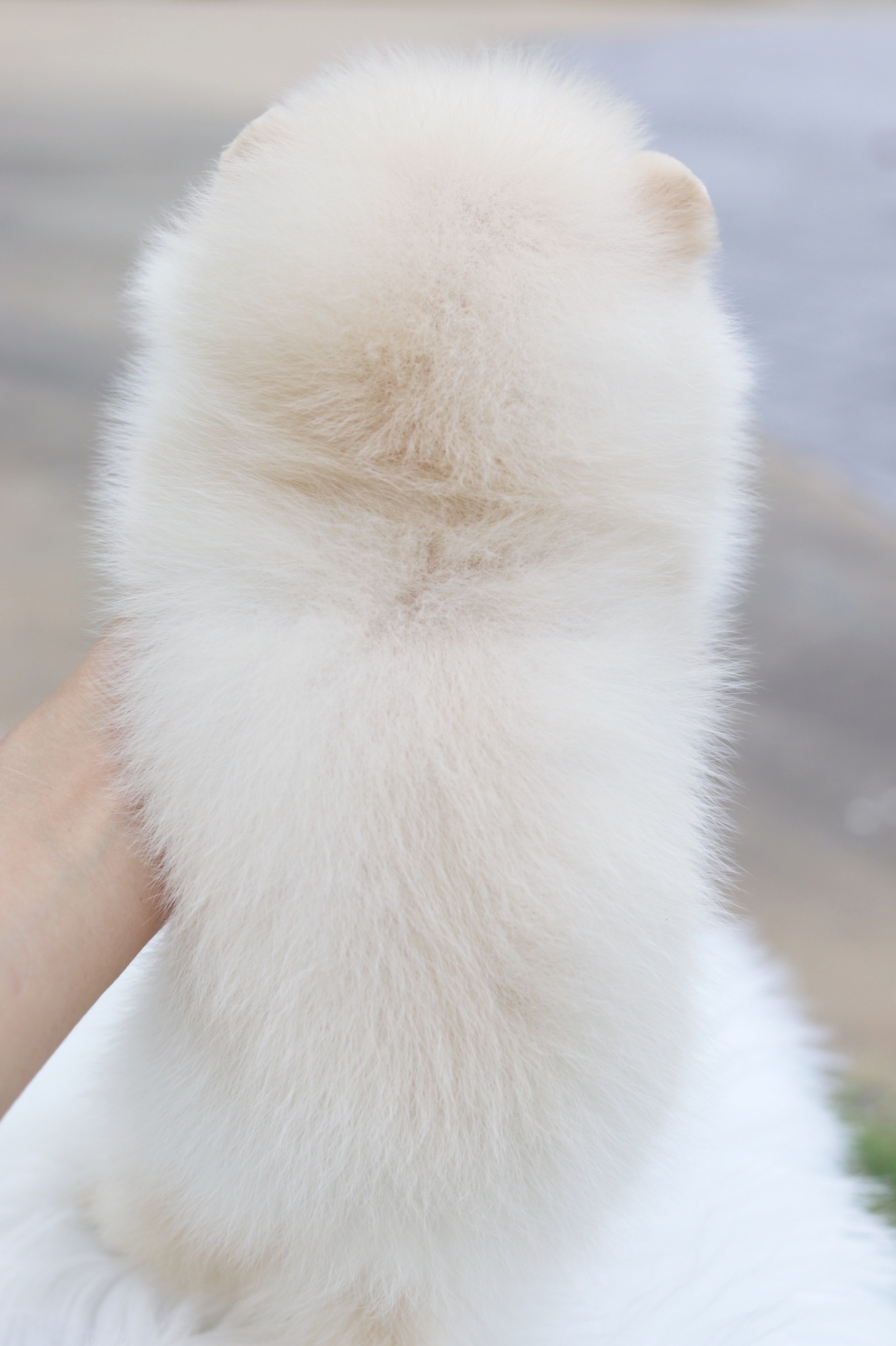 ปอมเมอเรเนียน เพศเมีย สีครีม