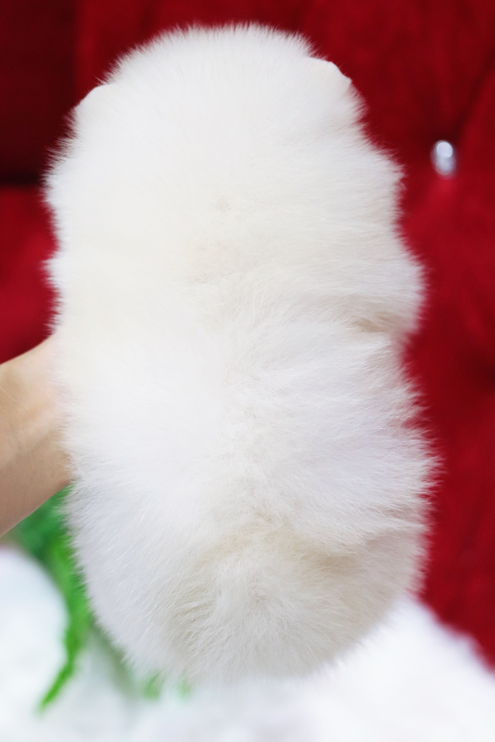 ปอมเมอเรเนียน เพศผู้ สีขาวครีมเกรดโชว์