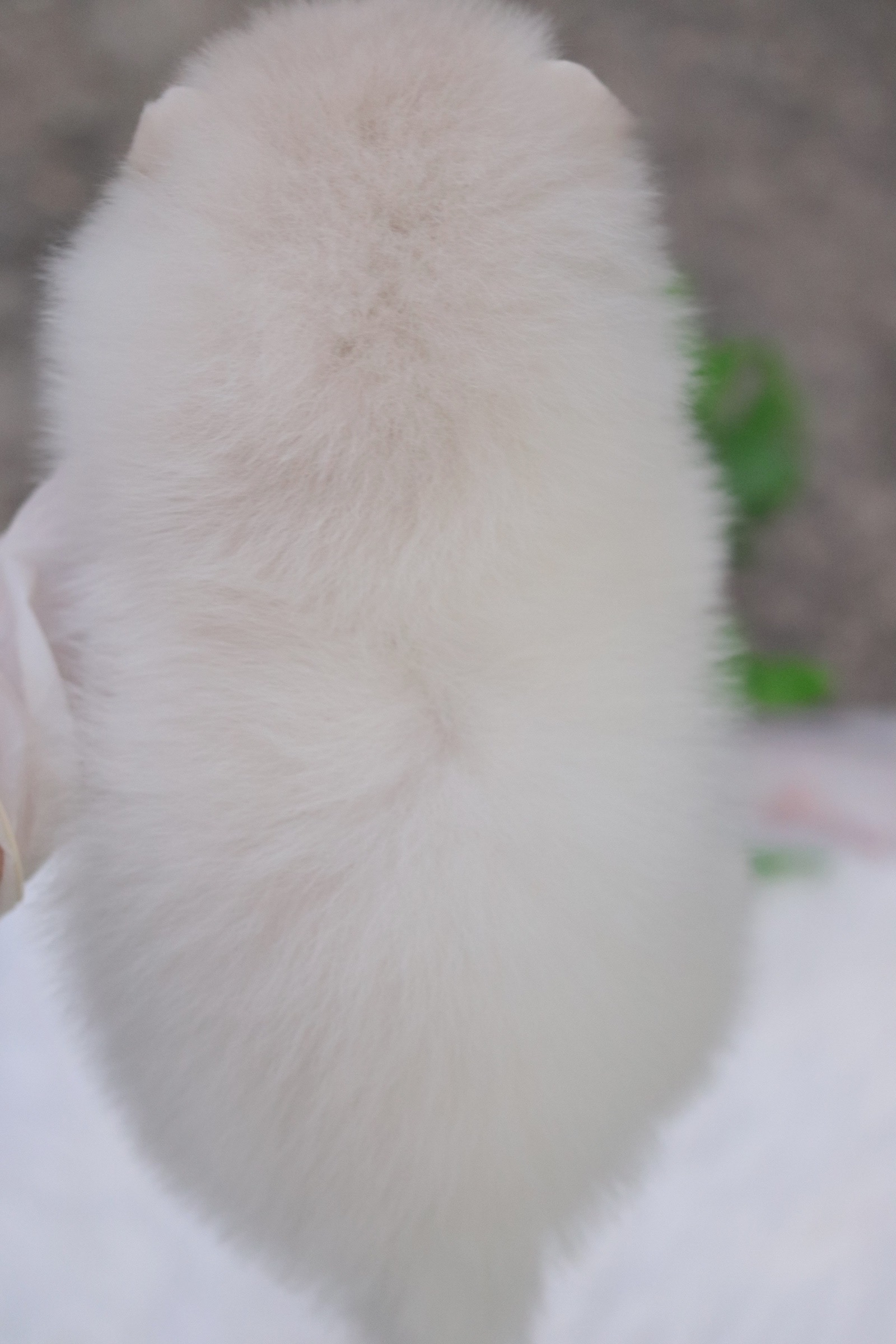 ปอมเมอเรเนียน เพศผู้ สีขาวครีม