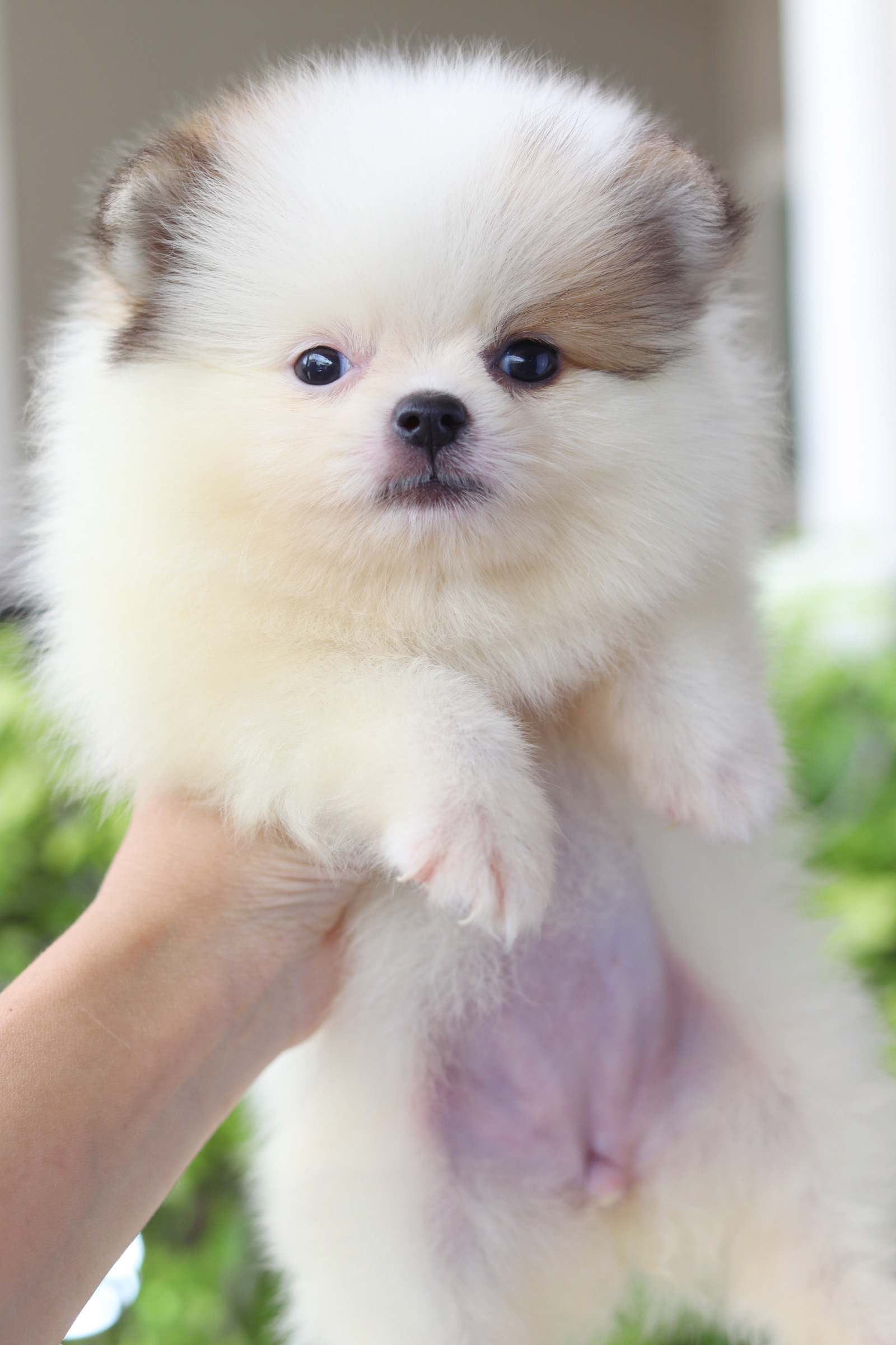 ปอมเมอเรเนียน เพศเมียสีแฟนซี