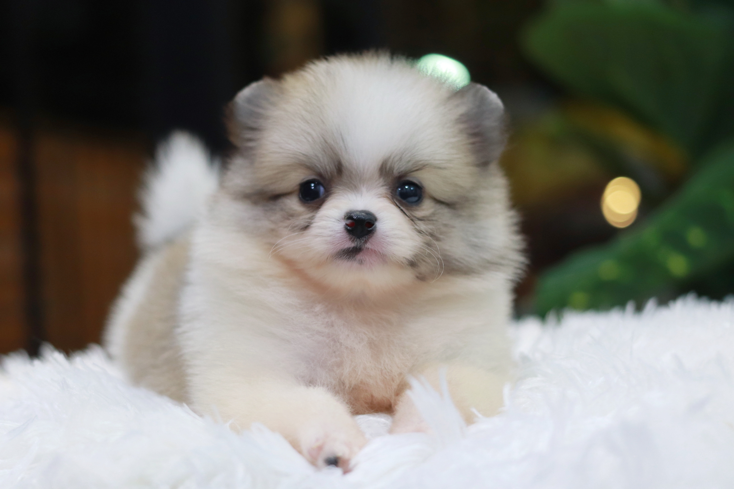 ปอมเมอเรเนียน เพศเมีย