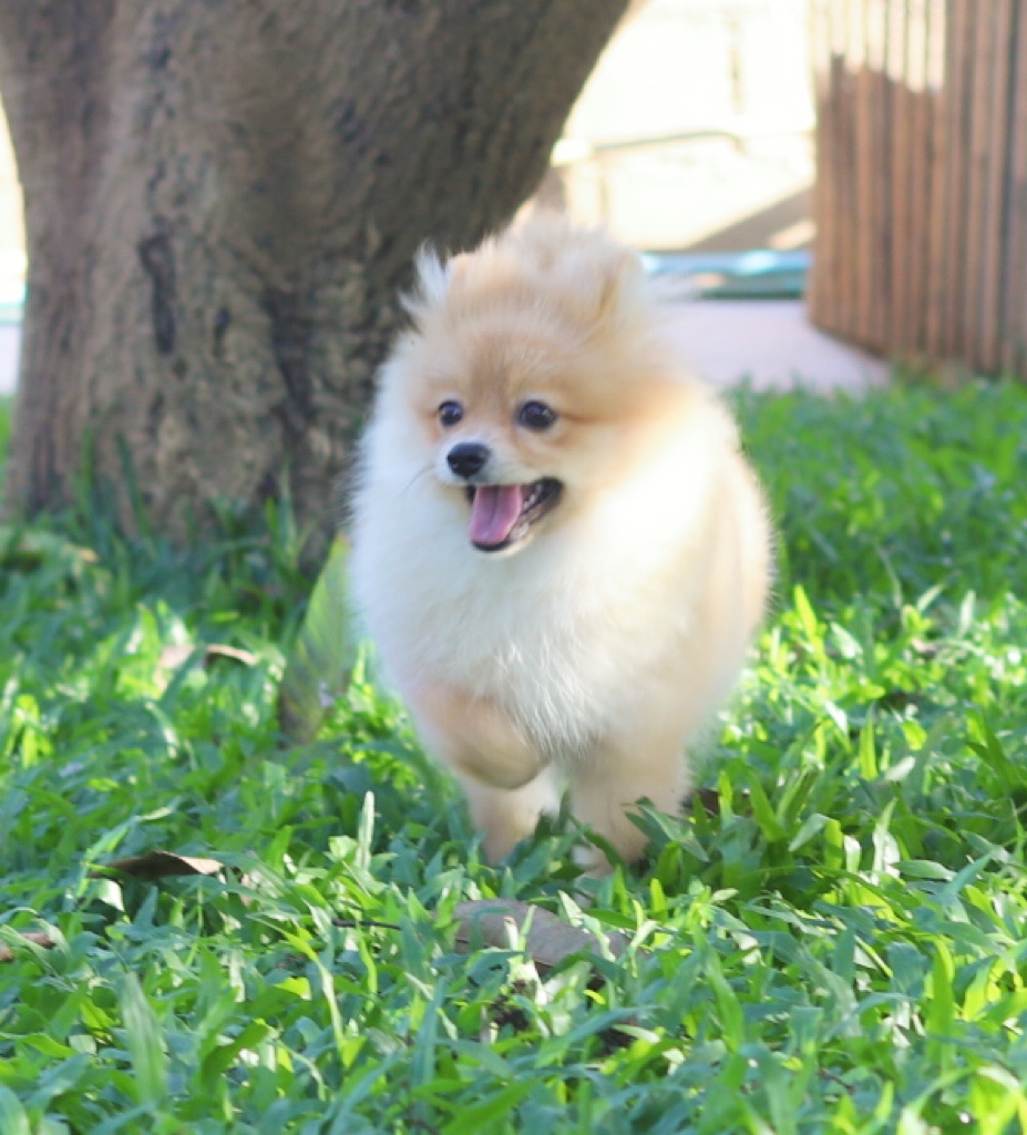 ปอมเมอเรเนียน เพศผู้ สีส้ม