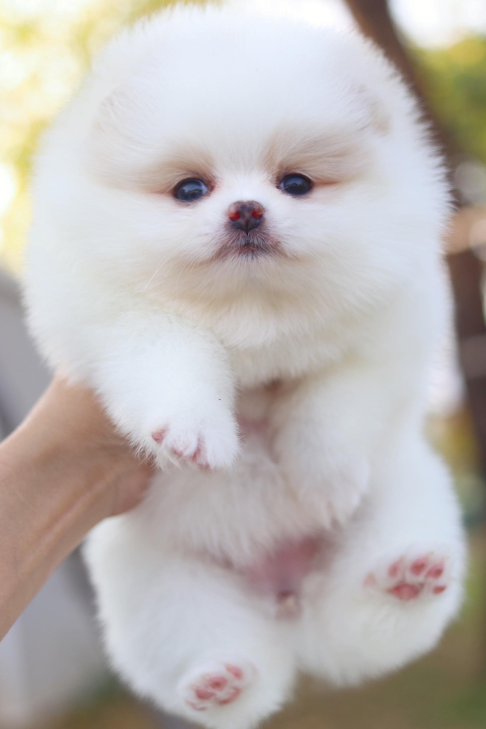 ปอมเมอเรเนียน เพศเมียสีขาวครีม