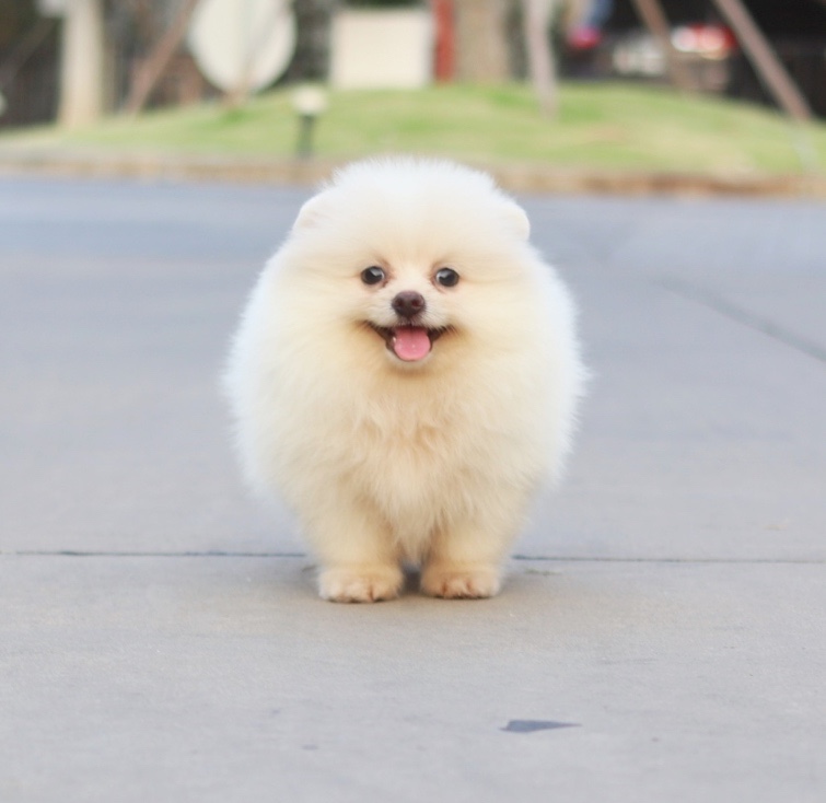 ปอมเมอเรเนียน เพศผู้ สีขาวครีม