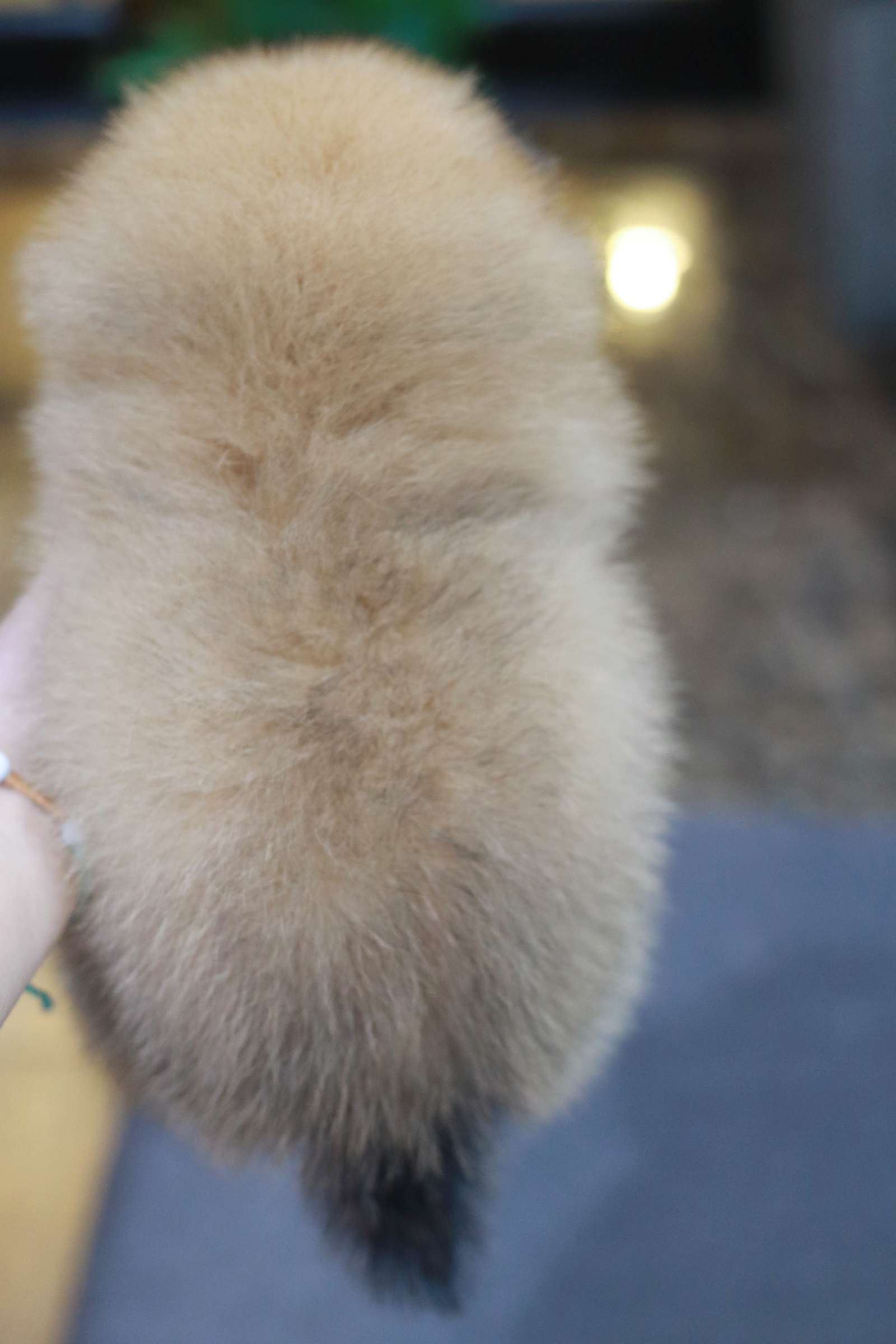 ปอมเมอเรเนียน เพศเมียสีส้ม