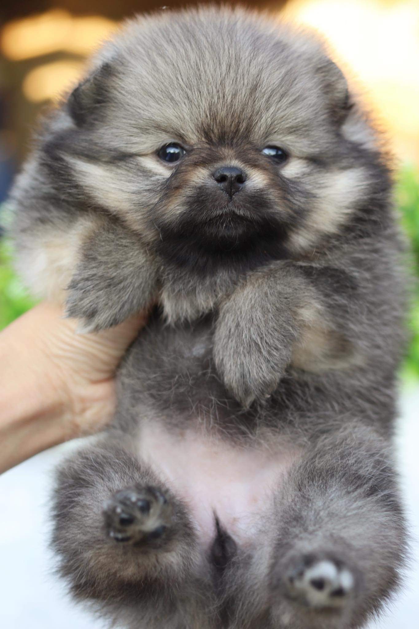 ปอมเมอเรเนียน เพศเมีย