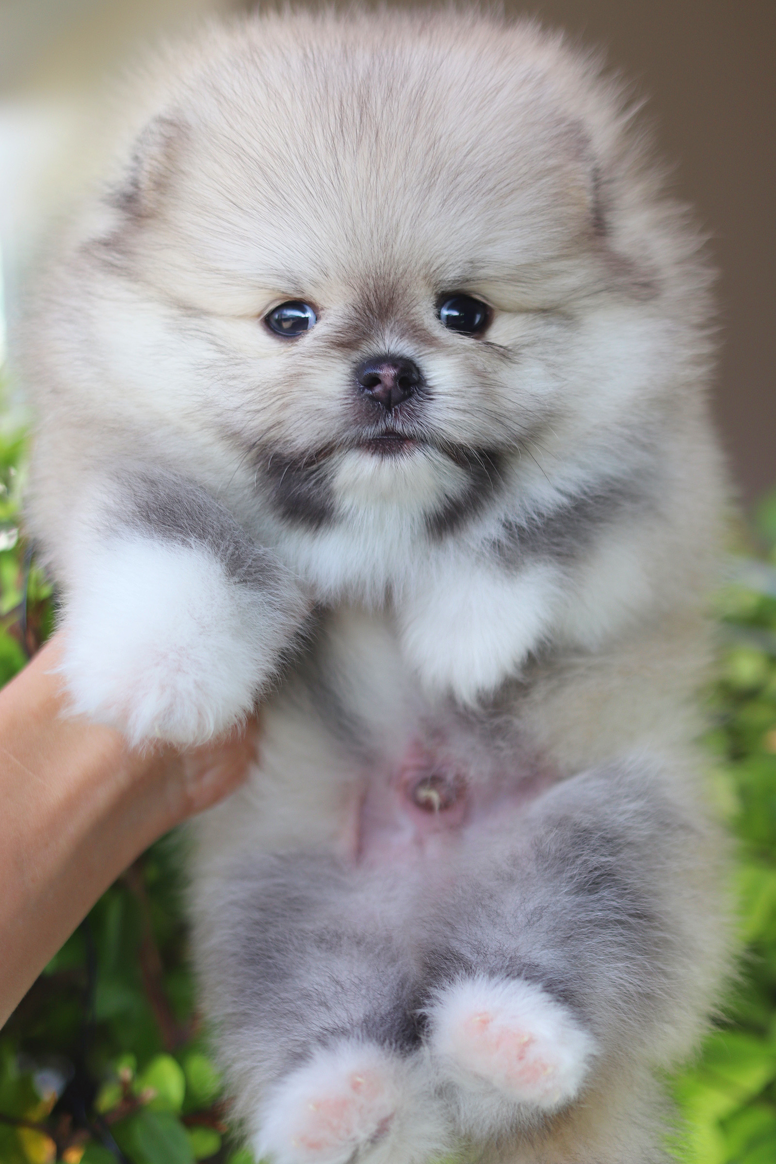 ปอมเมอเรเนียน เพศผู้สีส้ม