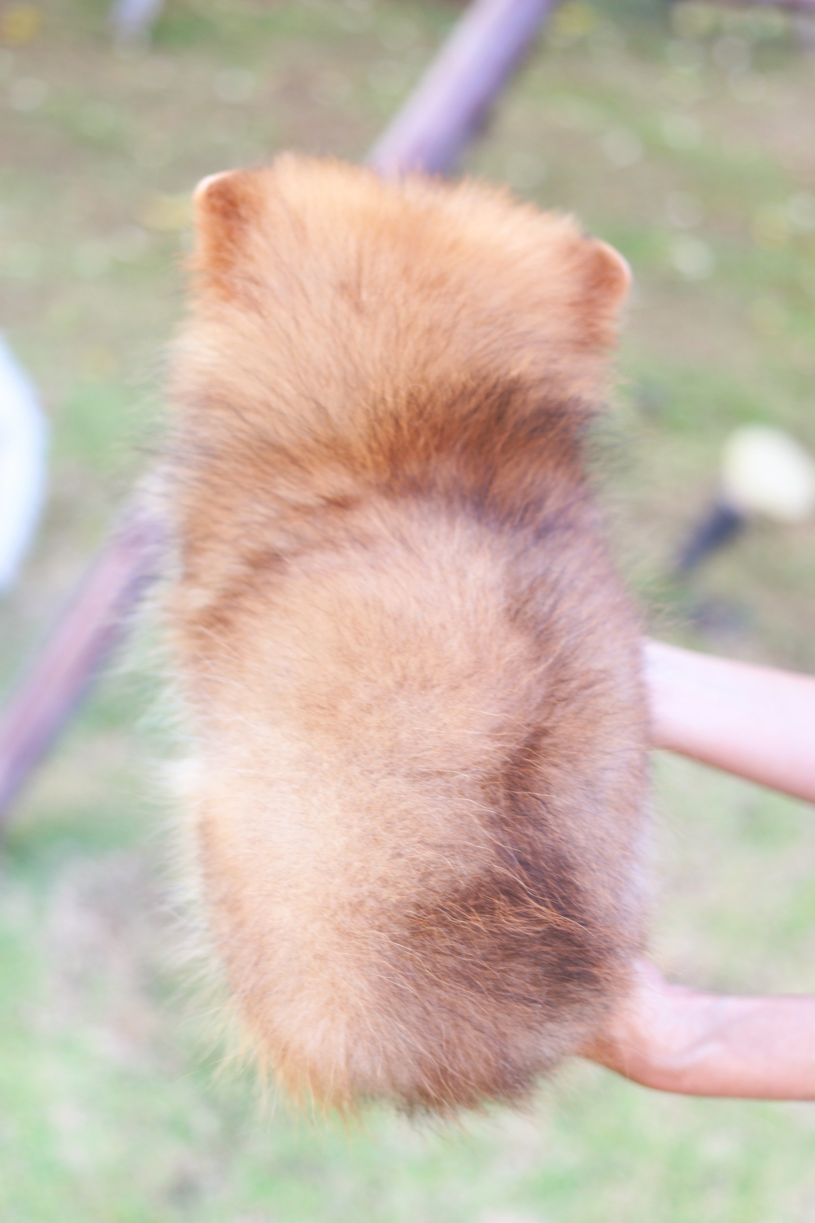 ปอมเมอเรเนียน เพศเมียสีส้ม