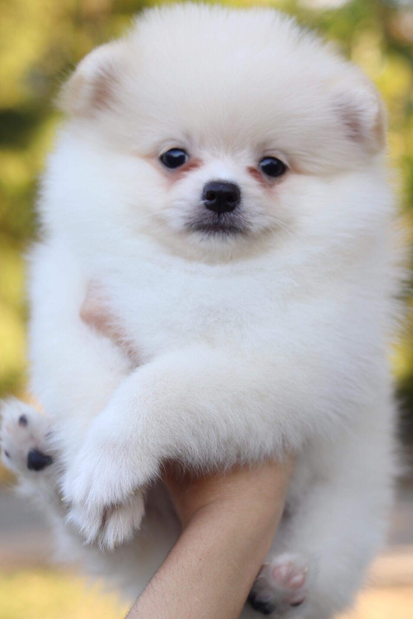 ปอมเมอเรเนียน เพศผู้