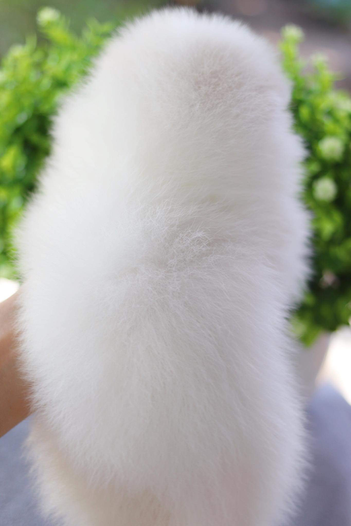 ปอมเมอเรเนียน เพศผู้