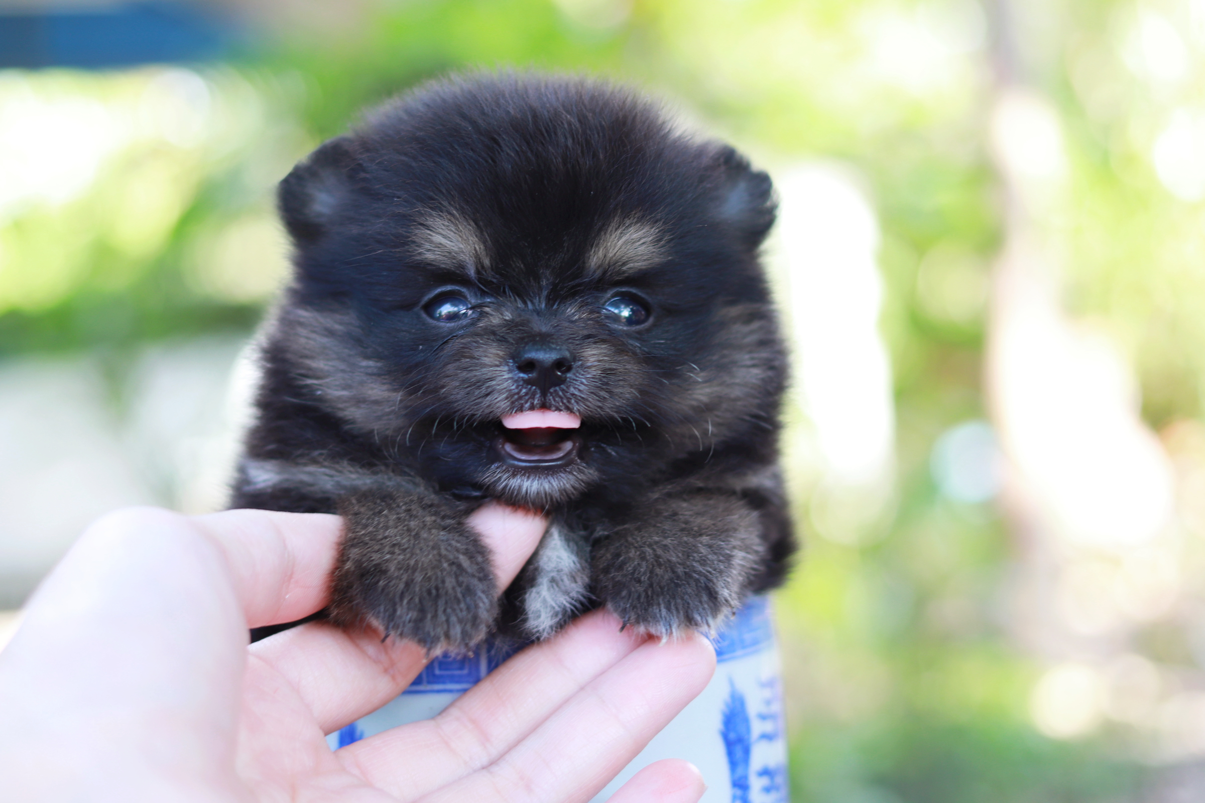 ปอมเมอเรเนียน เพศเมีย แบล็คแทน