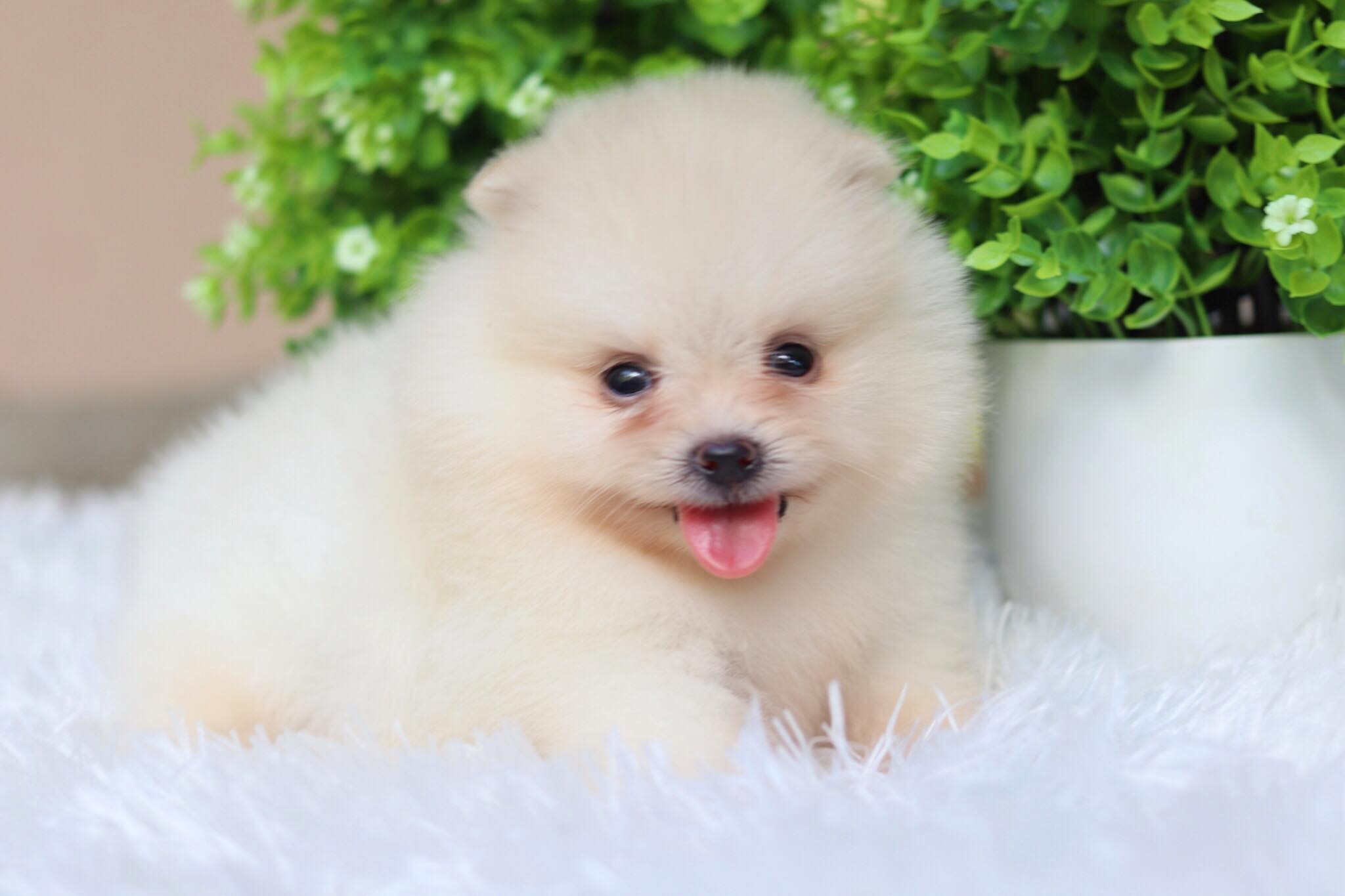 ปอมเมอเรเนียน เพศผู้