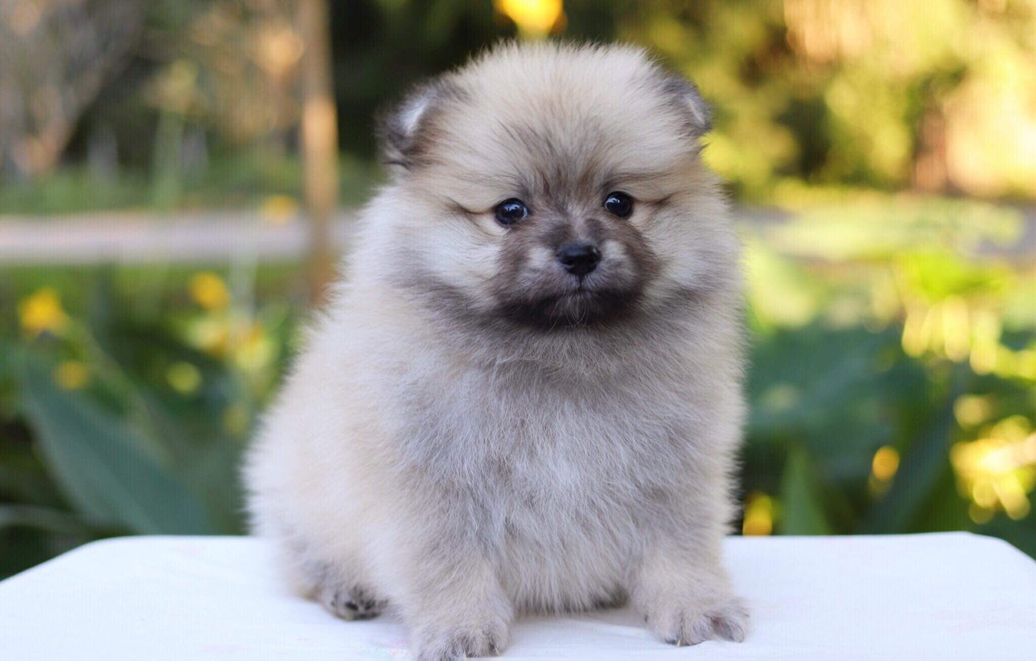 ปอมเมอเรเนียน เพศผู้