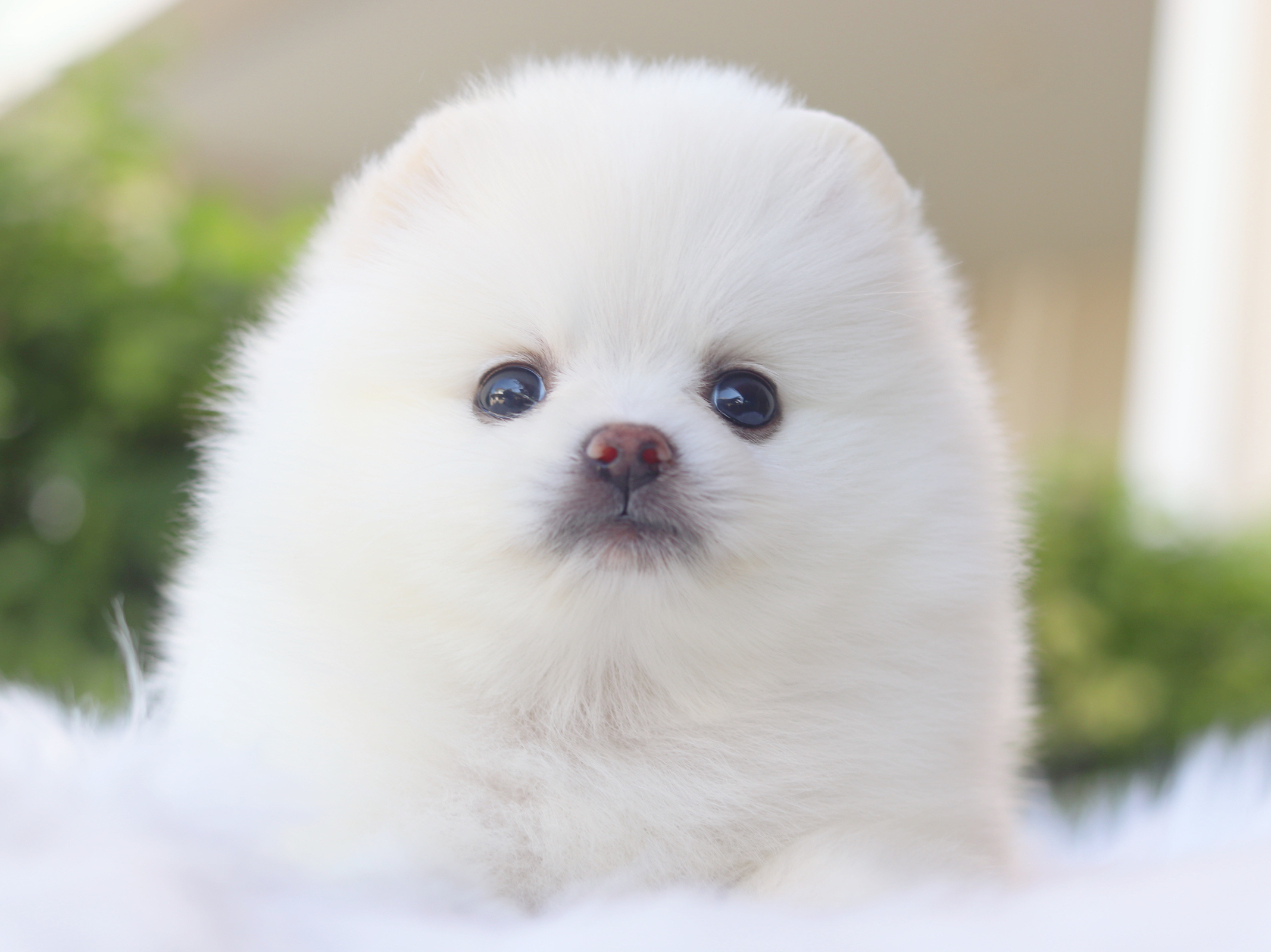 ปอมเมอเรเนียน เพศเมียสีขาวครีม