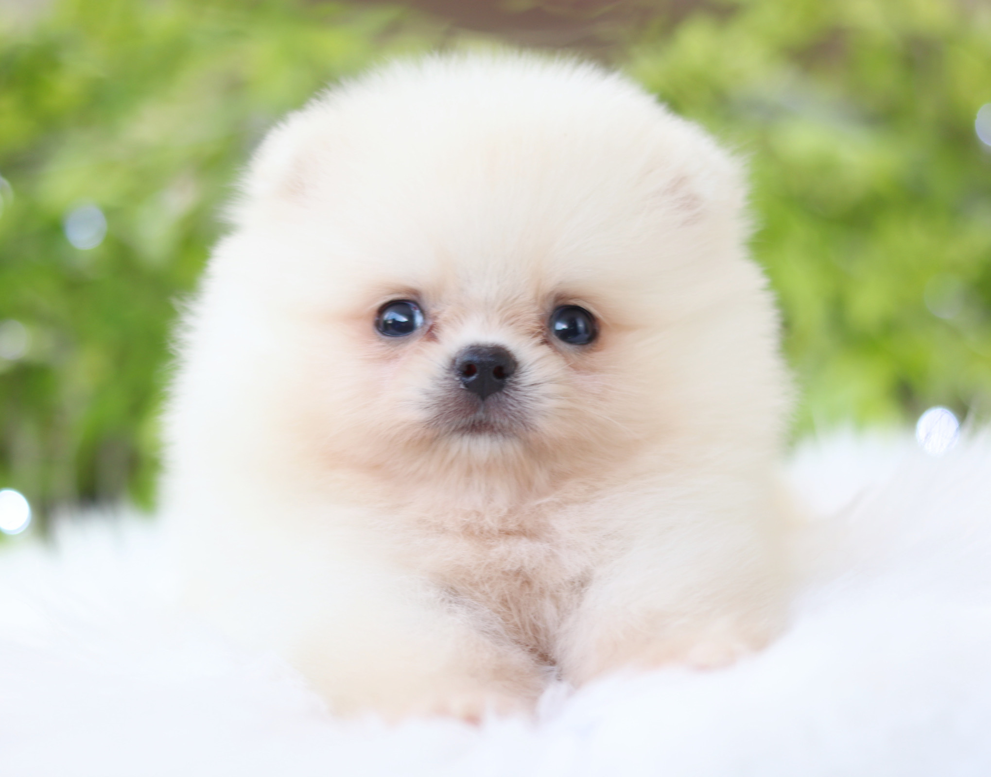 ปอมเมอเรเนียน เพศเมียขาวครีม เกรดโชว์