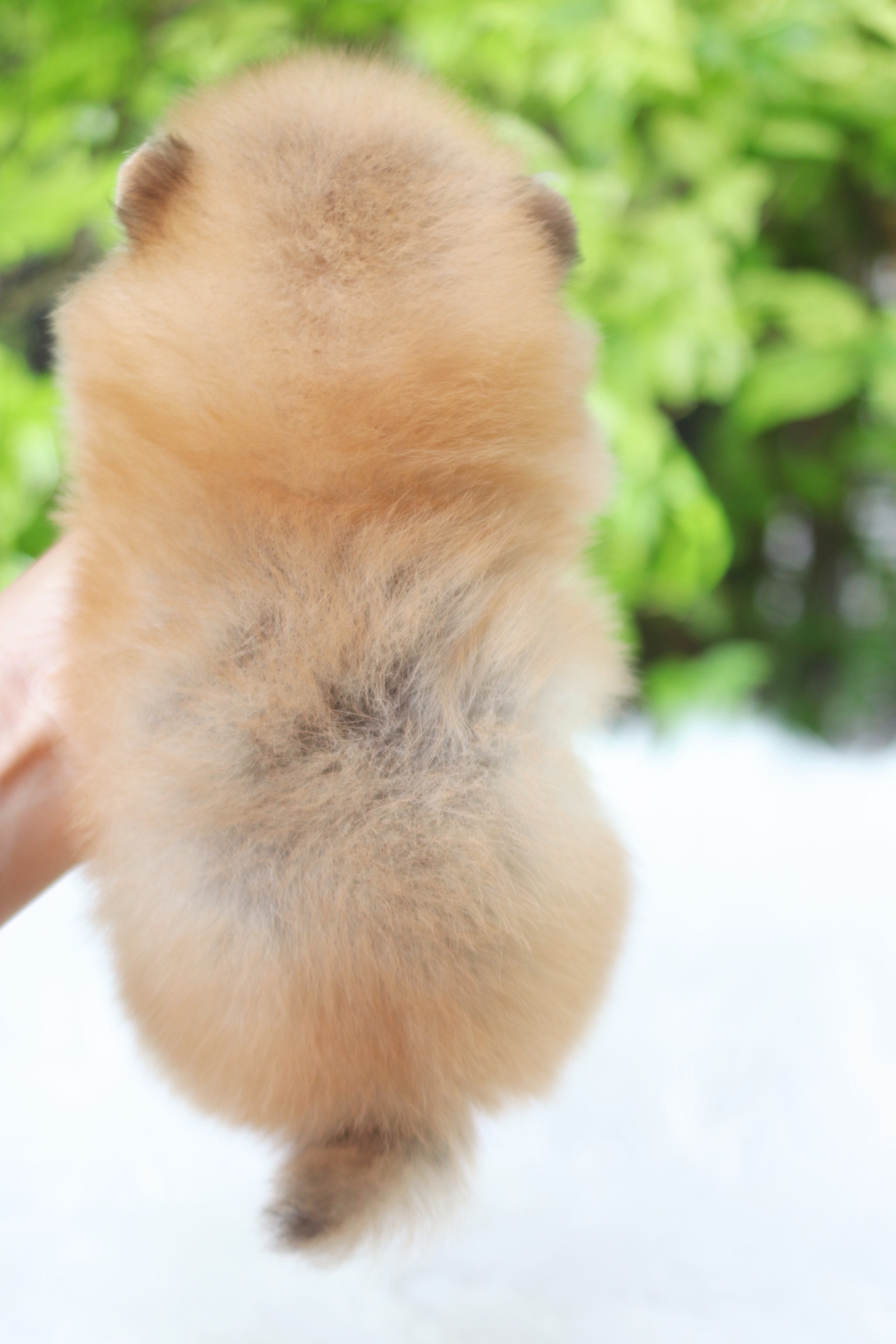 ปอมเมอเรเนียน เพศผู้สีส้มเกรดโชว์