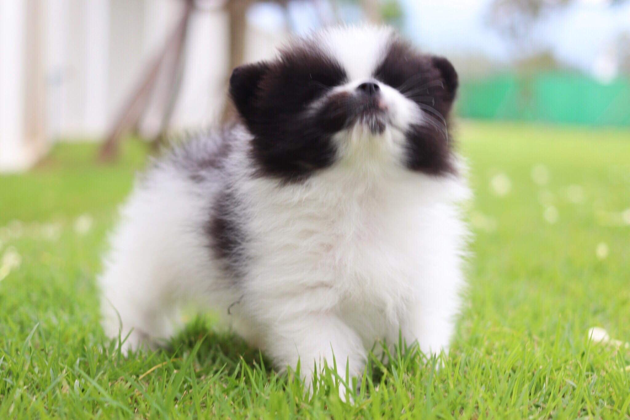 ปอมเมอเรเนียน เพศผู้ปาตี้