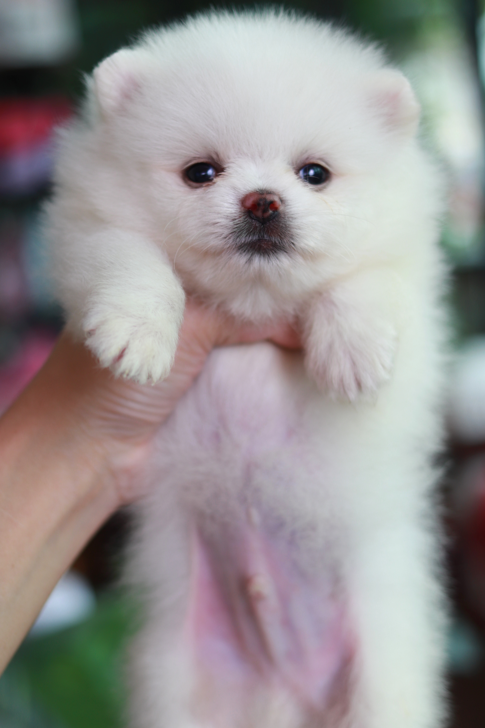 ปอมเมอเรเนียน เพศผู้