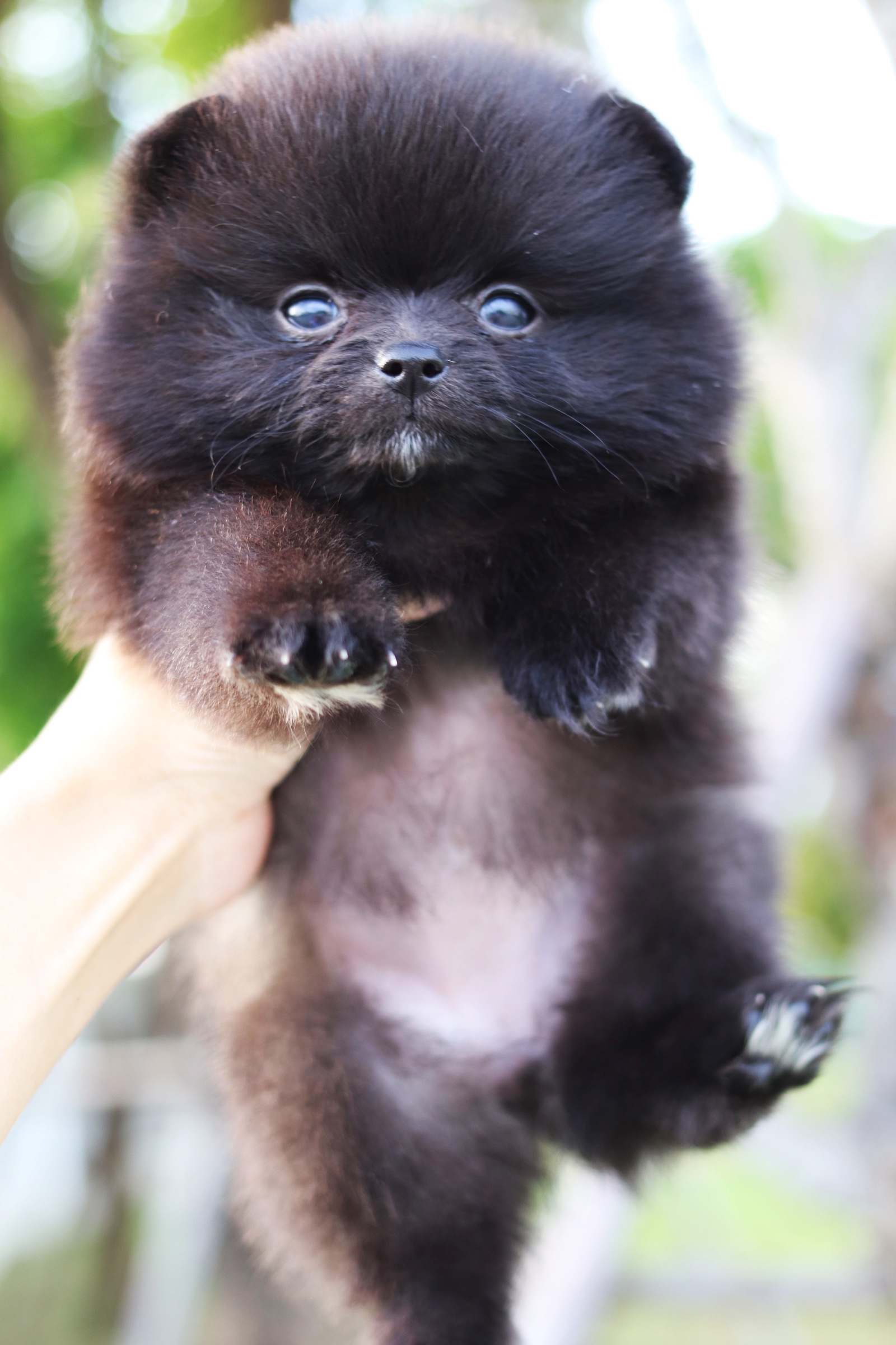 ปอมเมอเรเนียน เพศเมียสีดำไซส์เล็ก