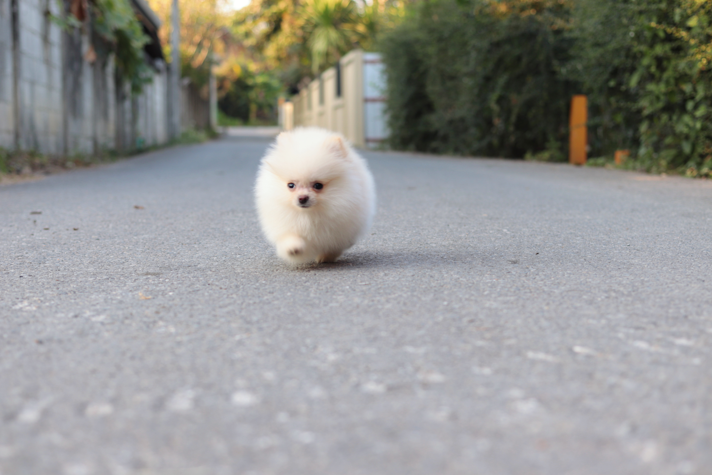 ปอมเมอเรเนียน เพศผู้ ไซส์เล็ก ครีม สองเดือนกว่า