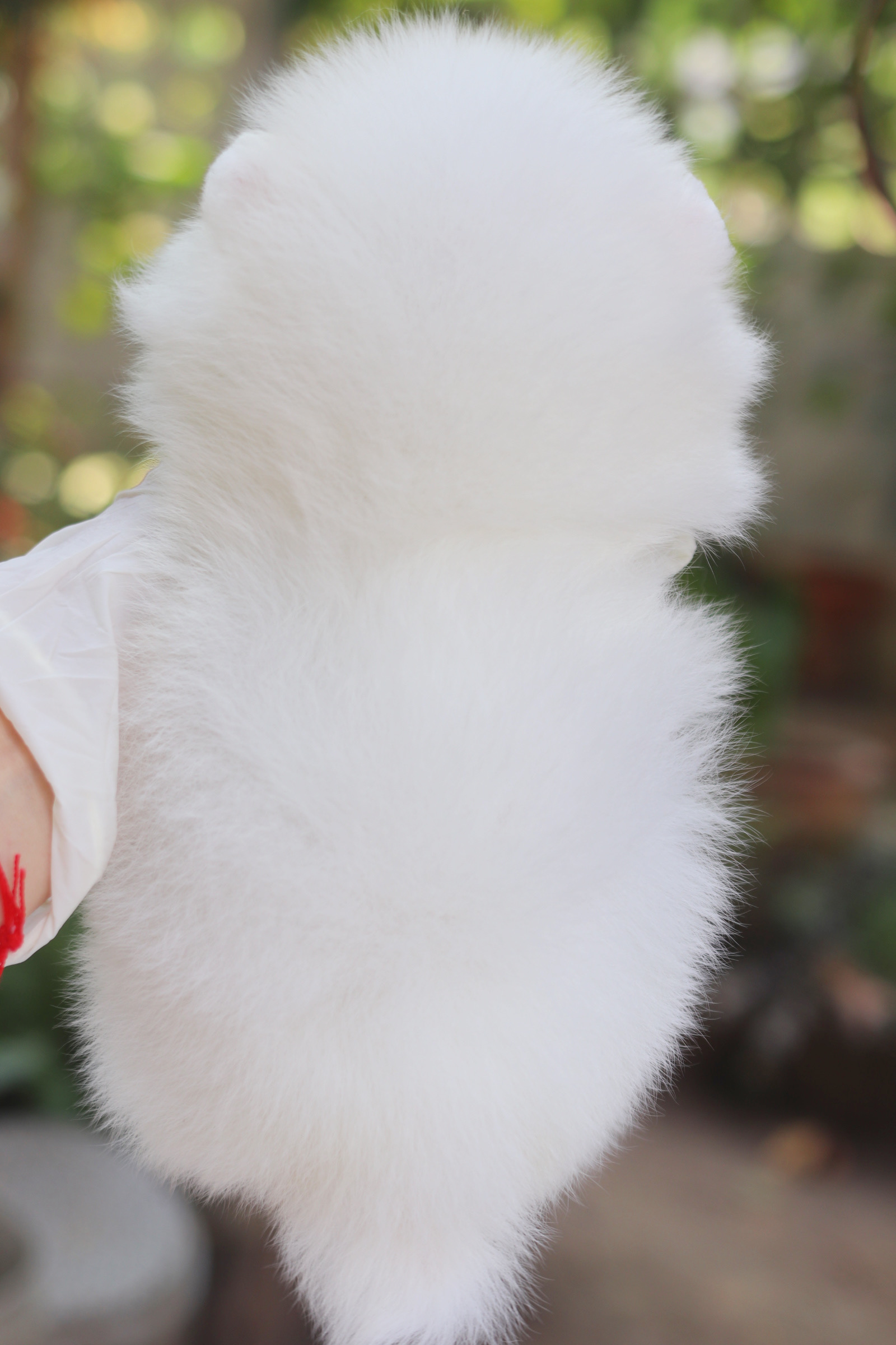 ปอมเมอเรเนียน เพศเมียสีขาวครีม เกรดโชว์