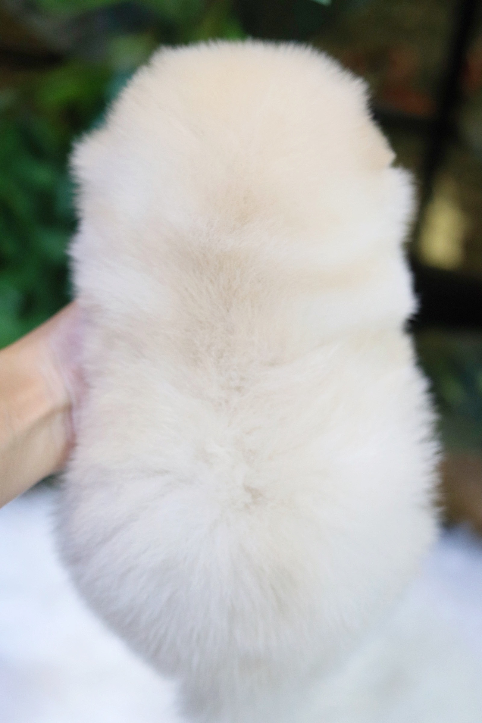 ปอมเมอเรเนียน เพศผู้ สีขาวครีม