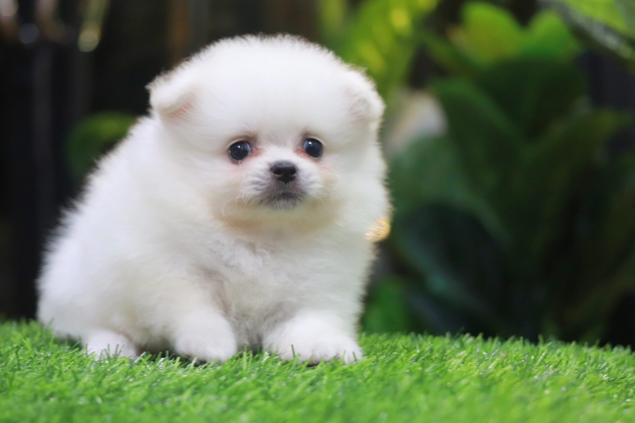 ปอมเมอเรเนียน เพศเมีย ขาวครีม ขนแน่น