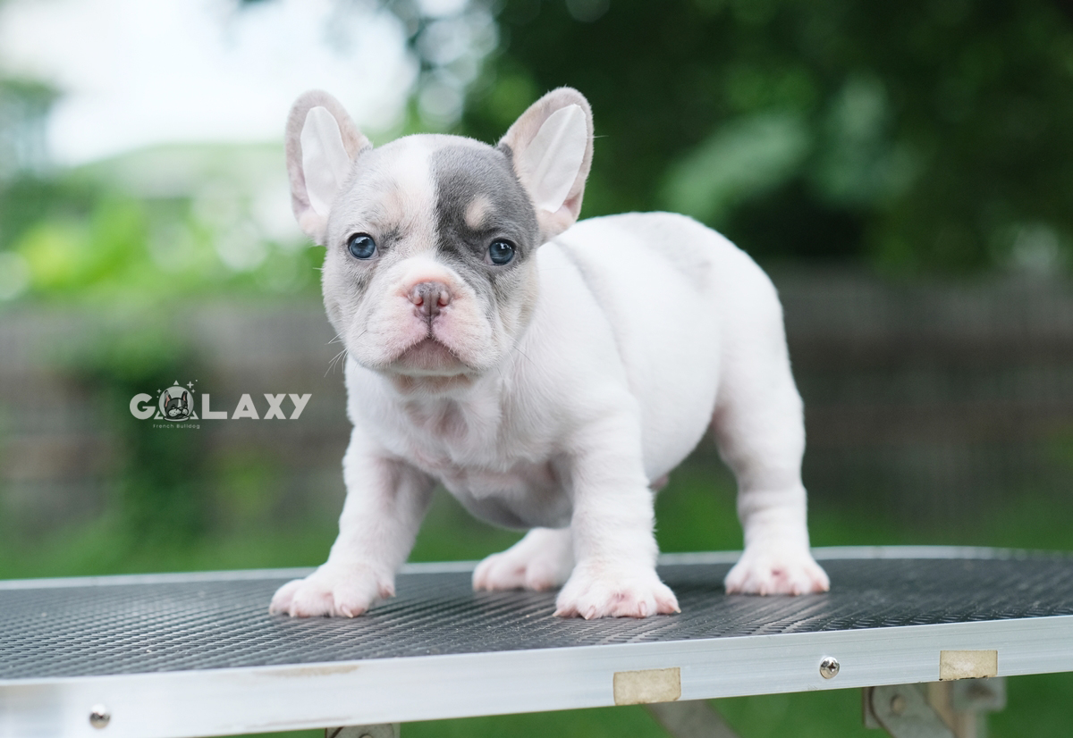 เพศผู้ สีบลูเมอร์แทนพาย สีพิเศษมี4สีในตัว ทั้งสีบลู สีเมอร์ สีแทน และสีพาย พิเศษแบบนี้ไม่ได้เกิดขึ้นง่ายๆ ใครอยากได้ลูกชายแบบลิมิเต็ดไม่ซ้ำใคร ติดต่อได้ค่ะ 0929918888