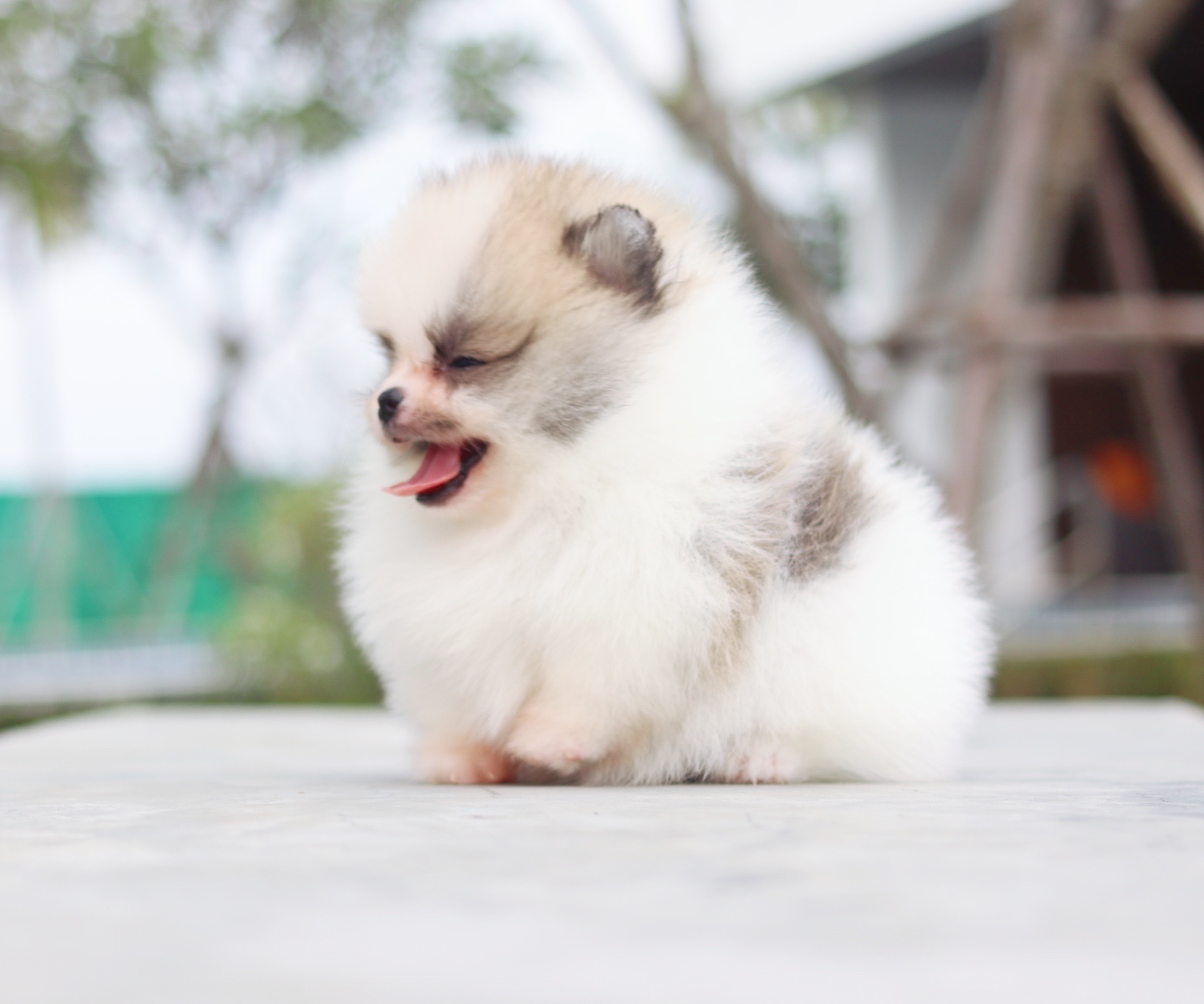 ปอมเมอเรเนียน เพศเมีย สีแฟนซี