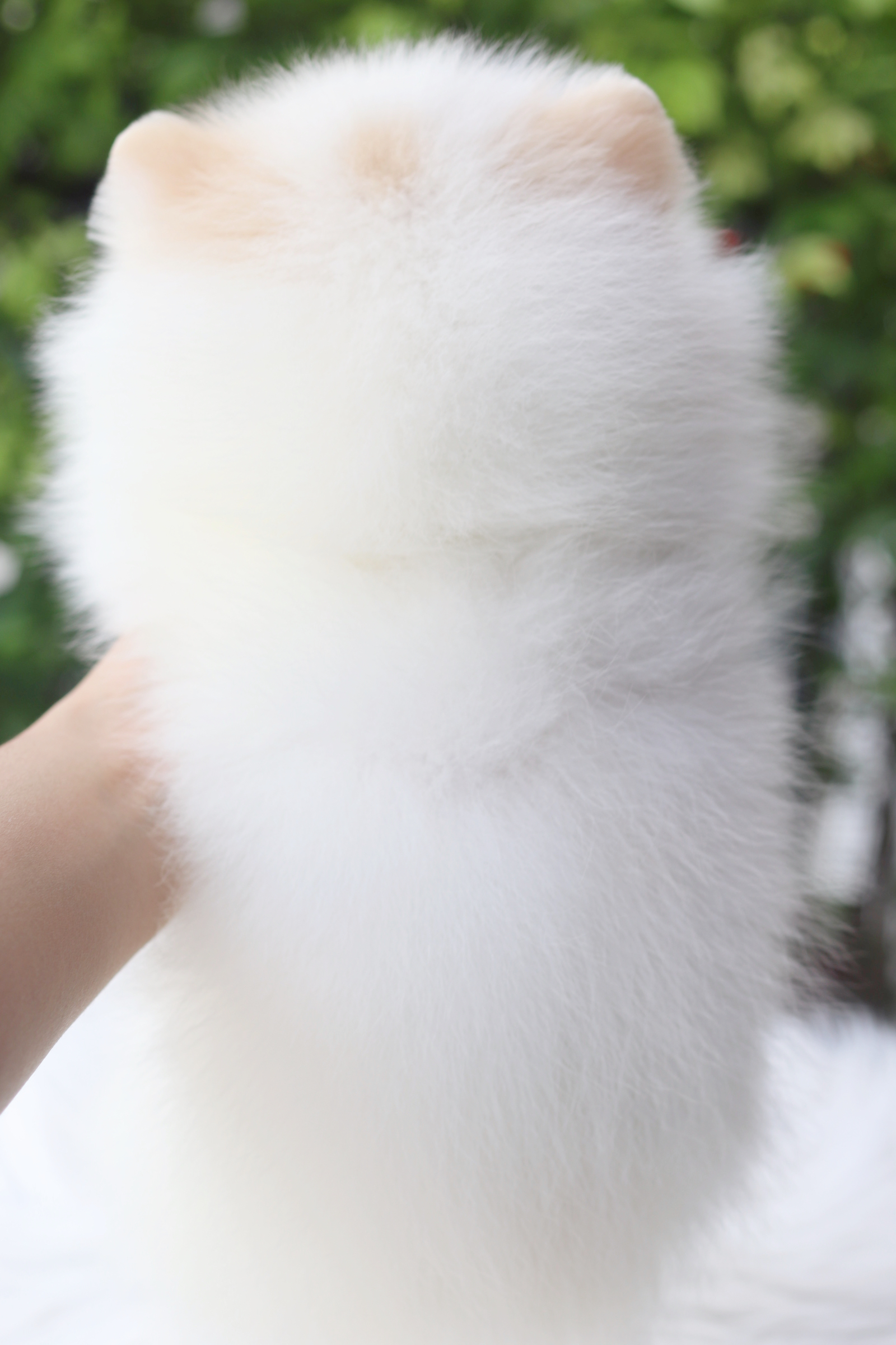 ปอมเมอเรเนียน เพศเมียสีขาวครีม