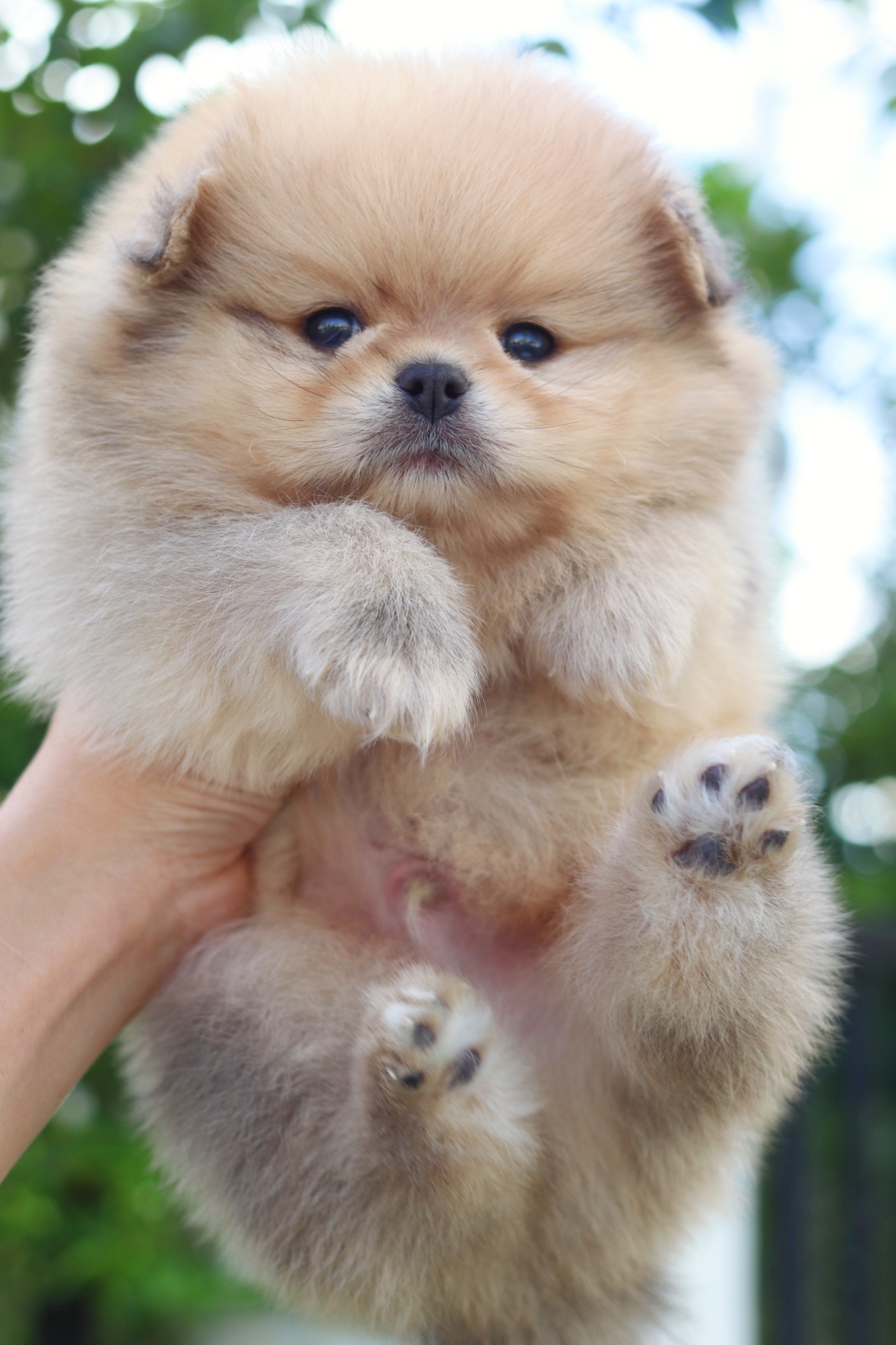 ปอมเมอเรเนียน เพศผู้ สีส้ม