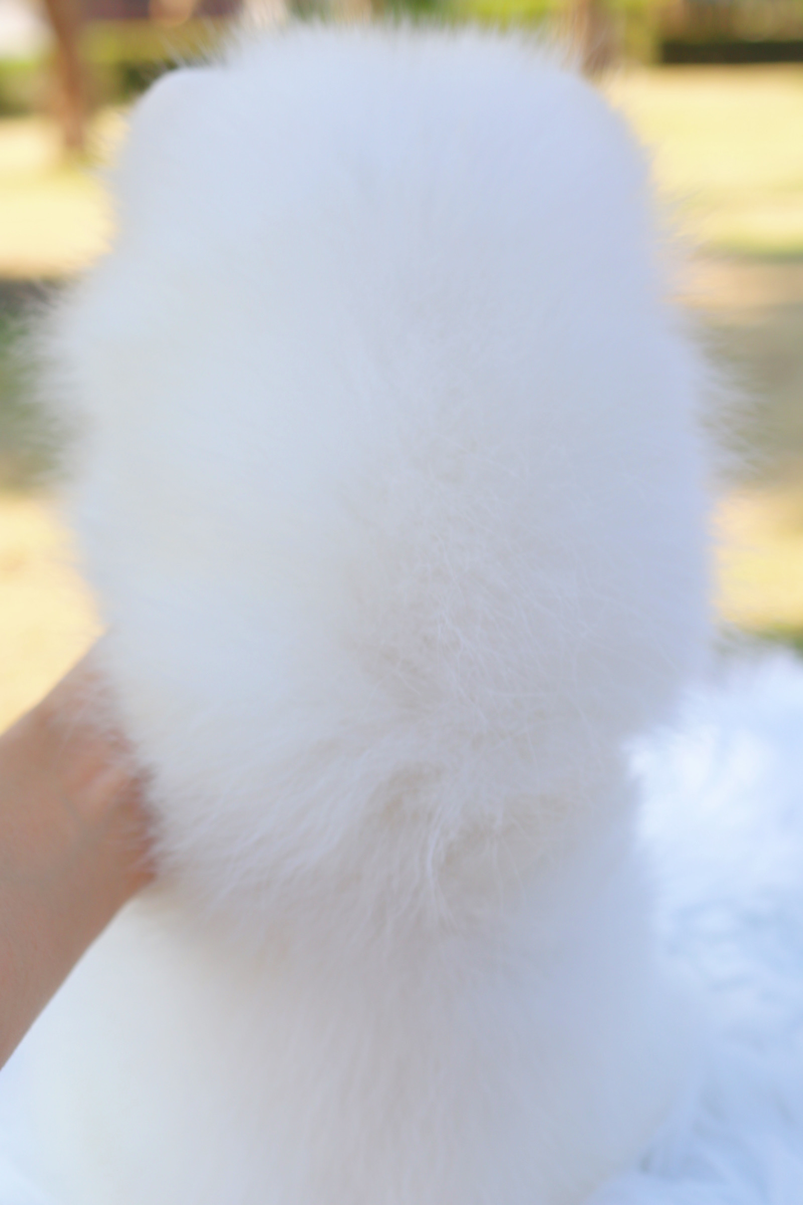 ปอมเมอเรเนียน เพศผู้ สีขาวครีม