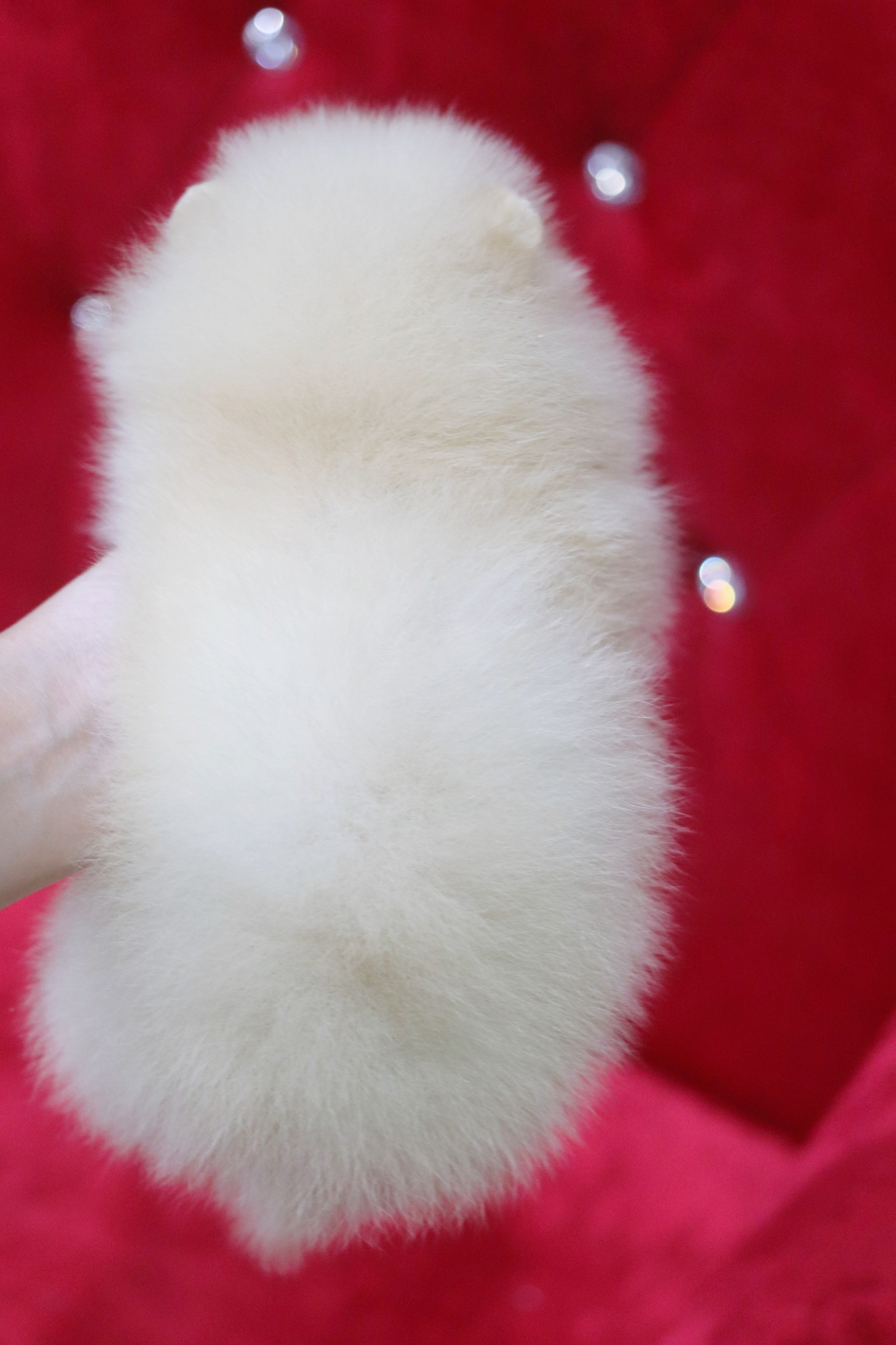 ปอมเมอเรเนียน เพศเมีย ครีม