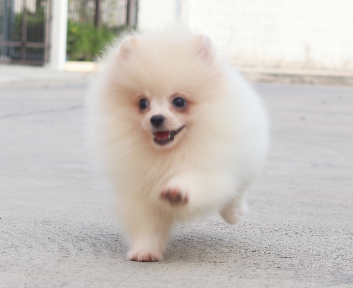 ปอมเมอเรเนียน เพศผู้ขาวครีม