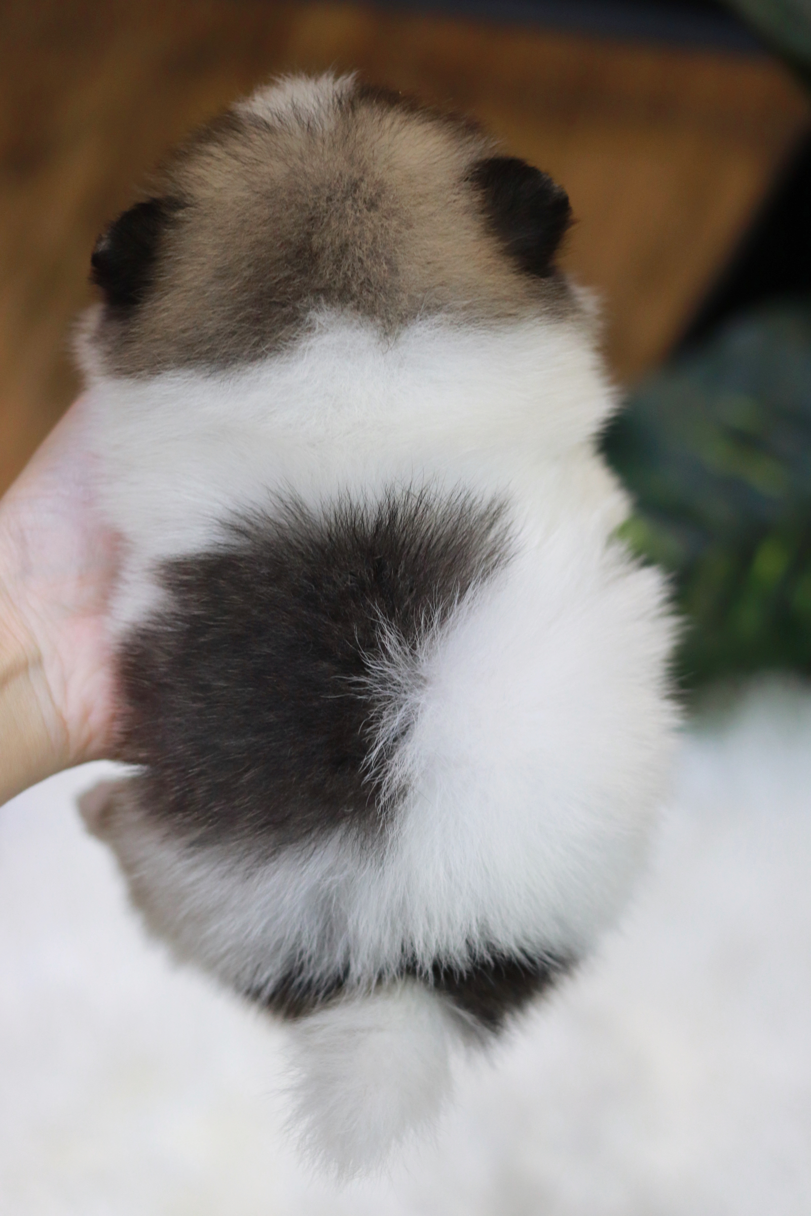 ปอมเมอเรเนียน เพศเมีย