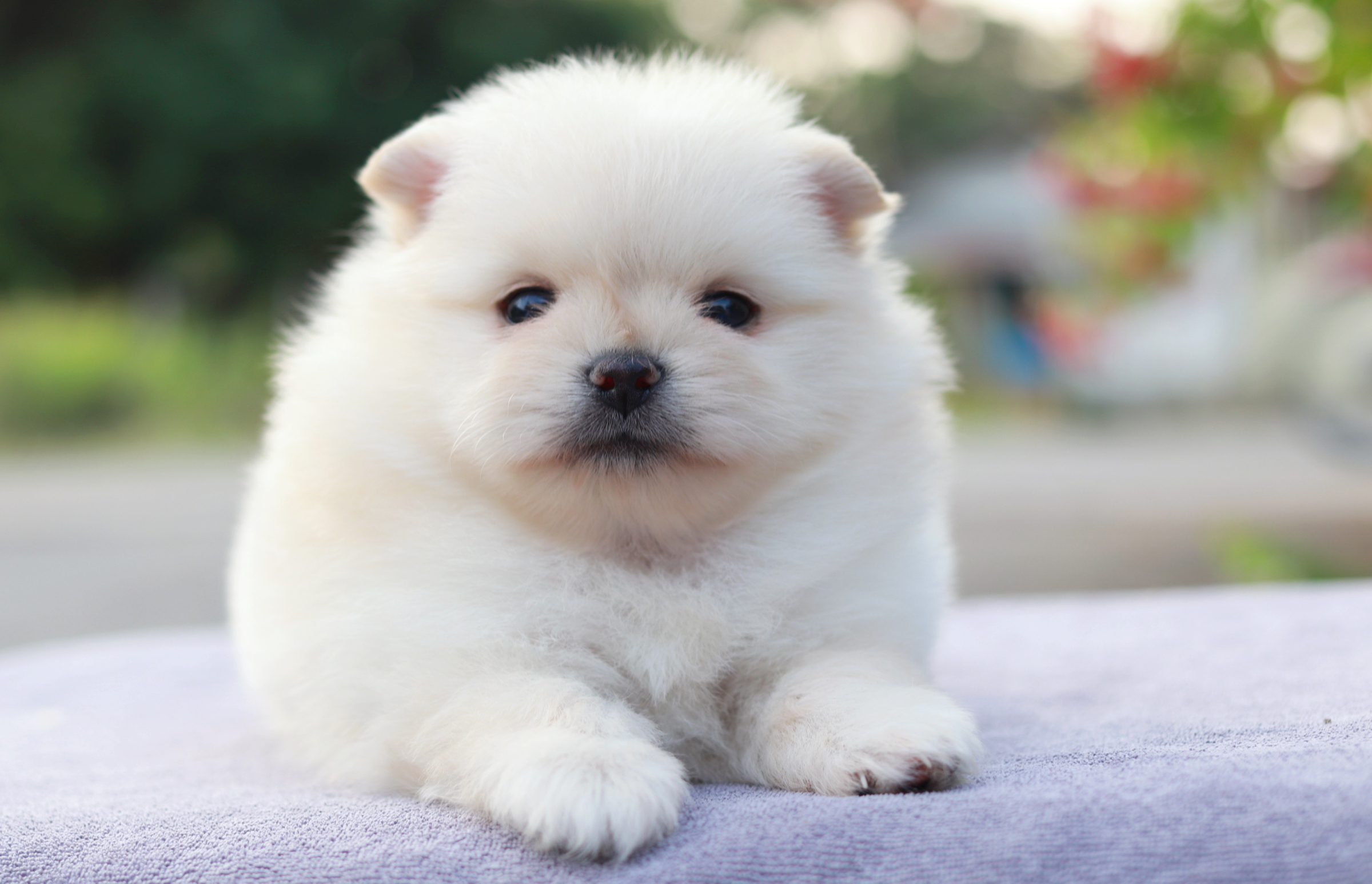 ปอมเมอเรเนียน เพศผู้ขาว