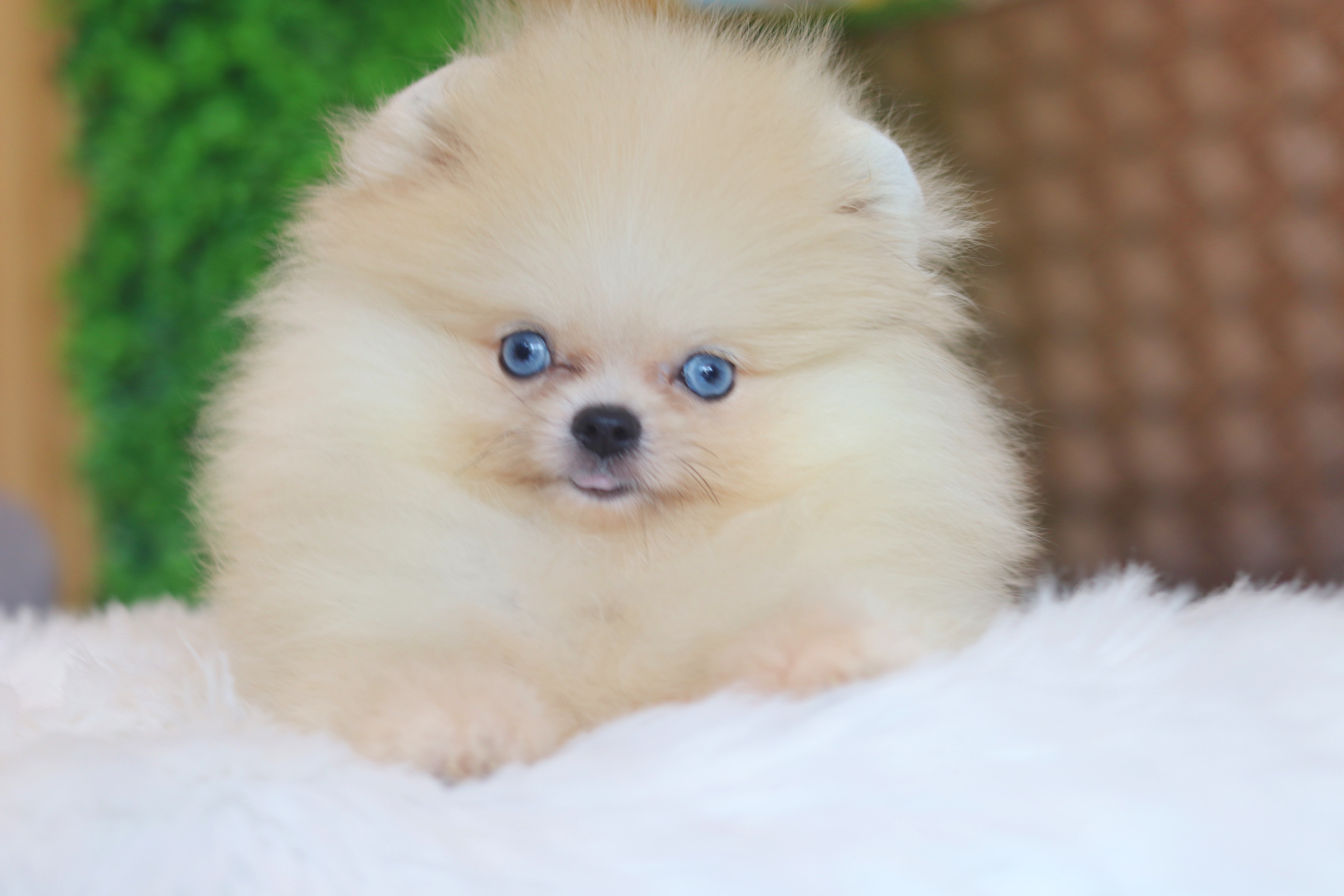 ปอมเมอเรเนียน เพศเมียสีส้ม ตาสีฟ้า