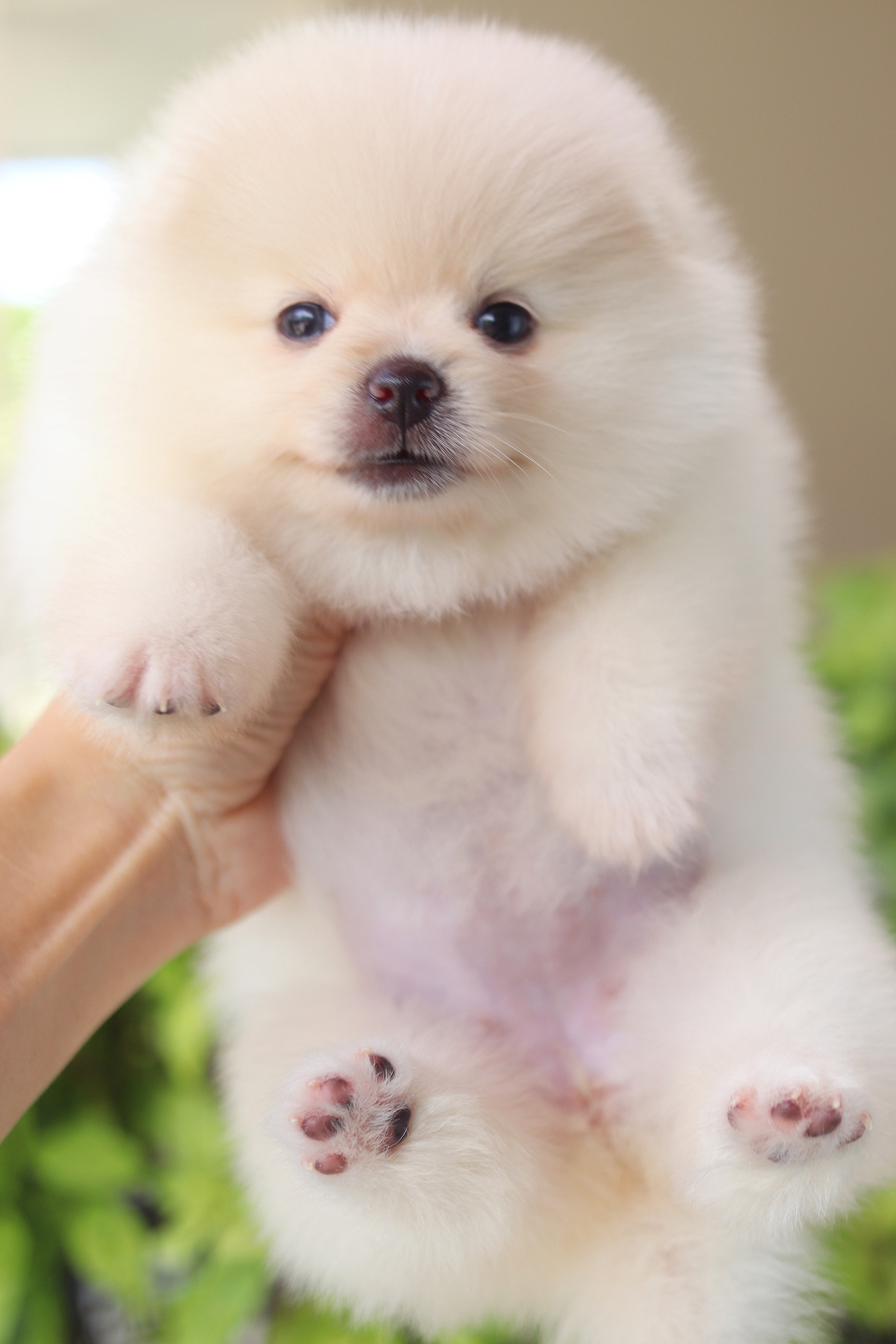 ปอมเมอเรเนียน เพศเมียสีขาวครีม