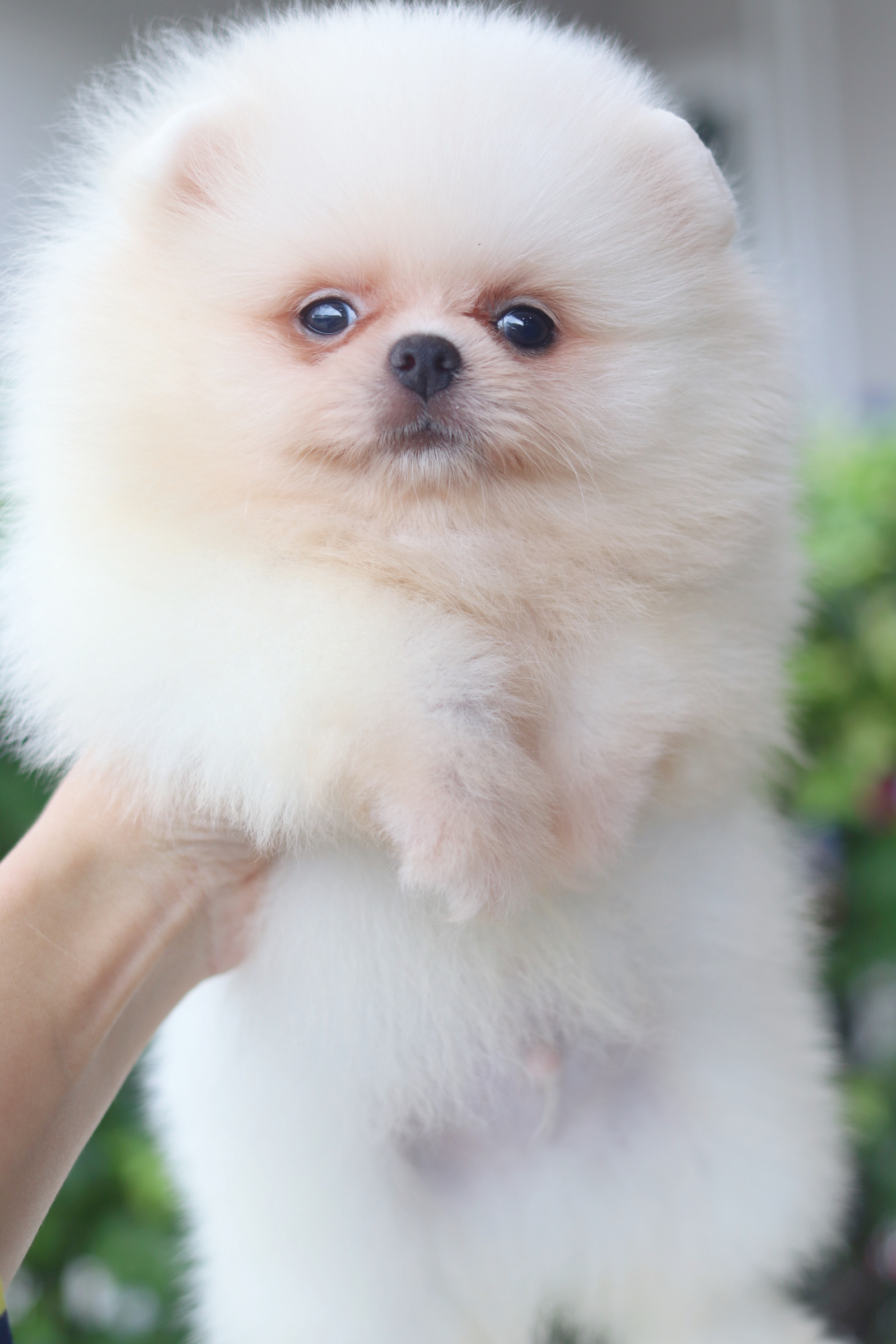 ปอมเมอเรเนียน เพศผู้สีขาวครีม เกรดโชว์