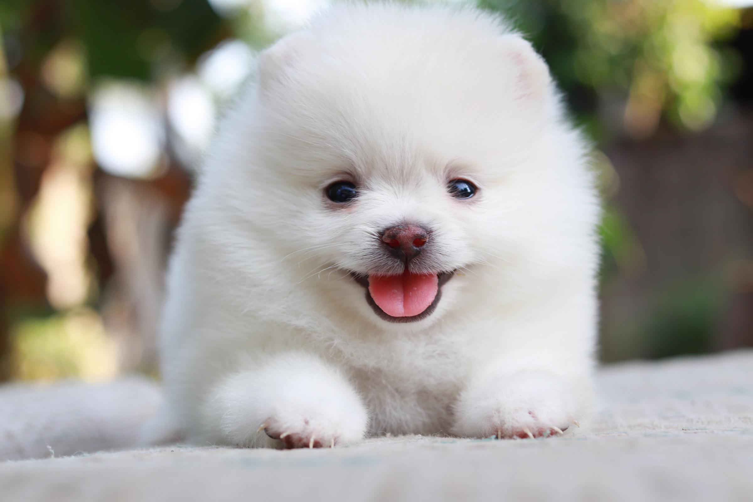 ปอมเมอเรเนียน เพศเมียขาว