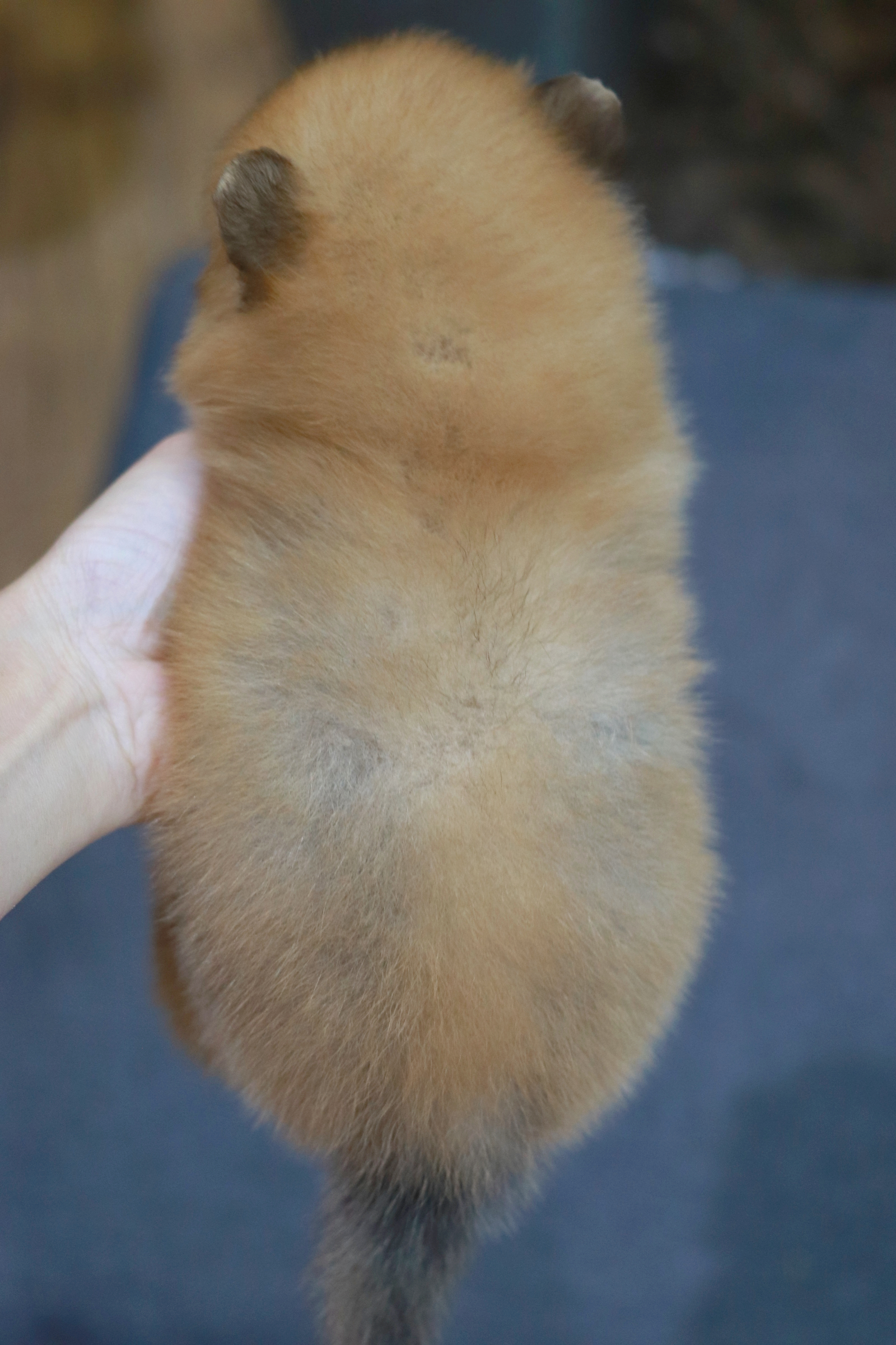 ปอมเมอเรเนียน เพศผู้