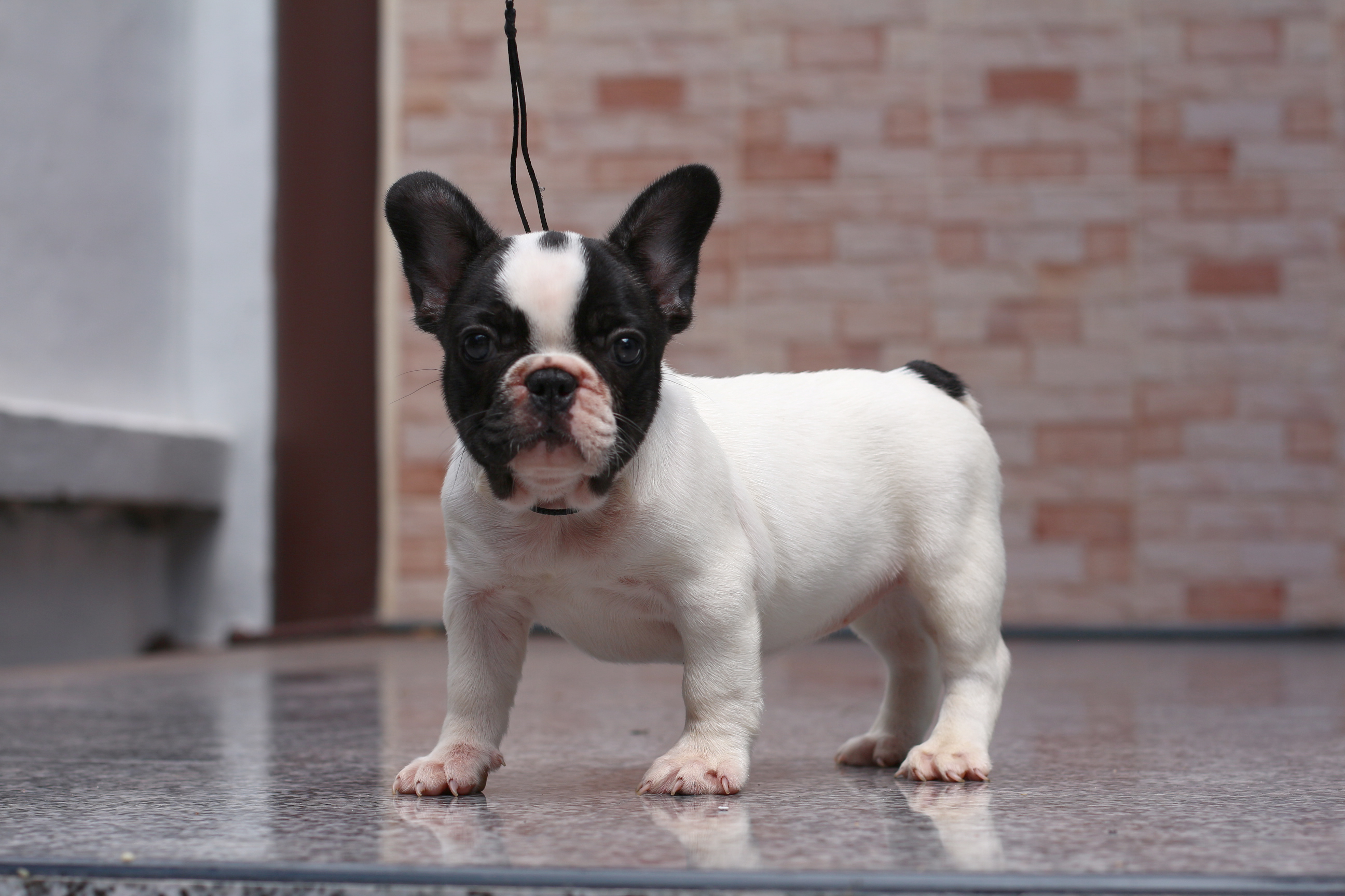 ขายเฟรนช์บูลด็อกเพศเมีย สีขาวดำ เกรดคุณภาพ