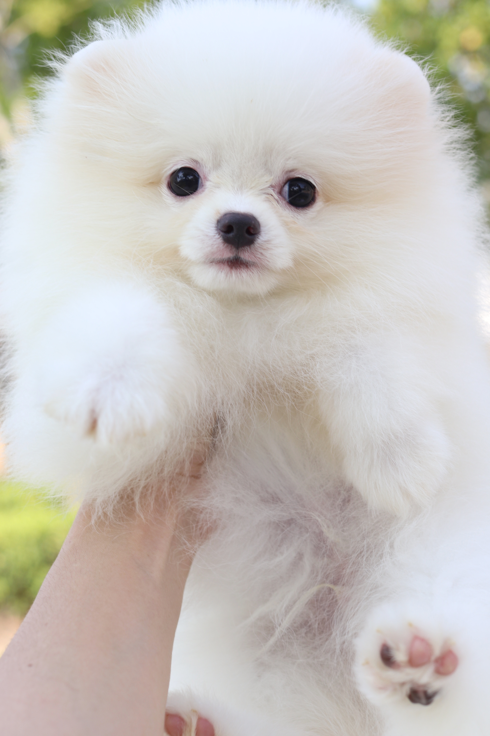 ปอมเมอเรเนียน เพศผู้สีขาวครีม