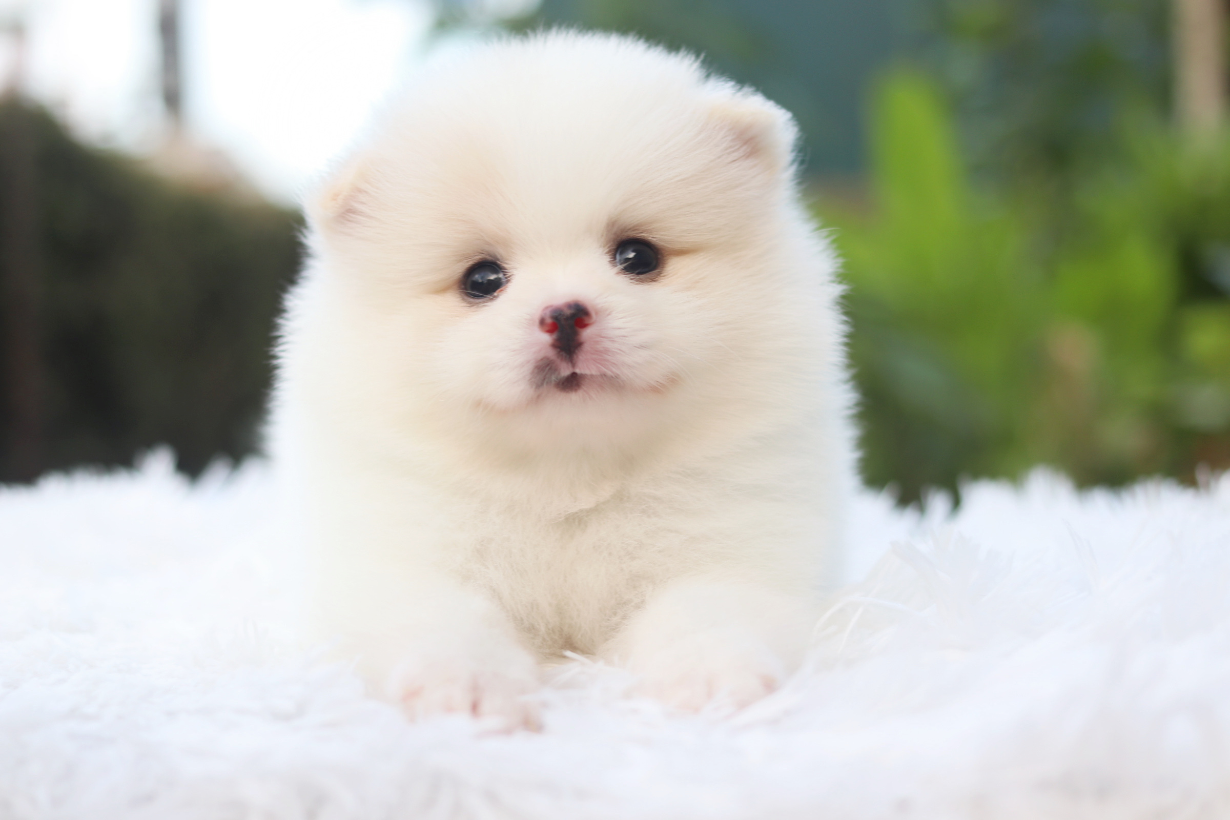 ปอมเมอเรเนียน เพศผู้ สีขาวครีม