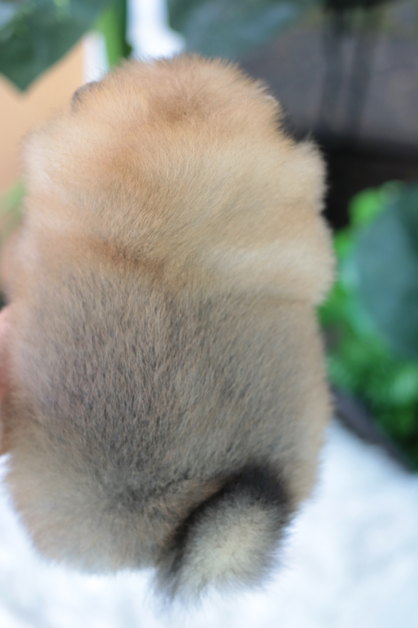 ปอมเมอเรเนียน เพศเมีย สีส้ม