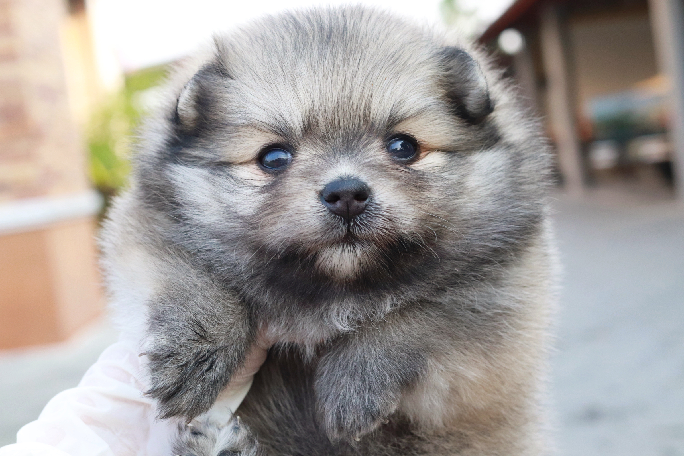 ปอมเมอเรเนียน เพศเมีย ส้ม